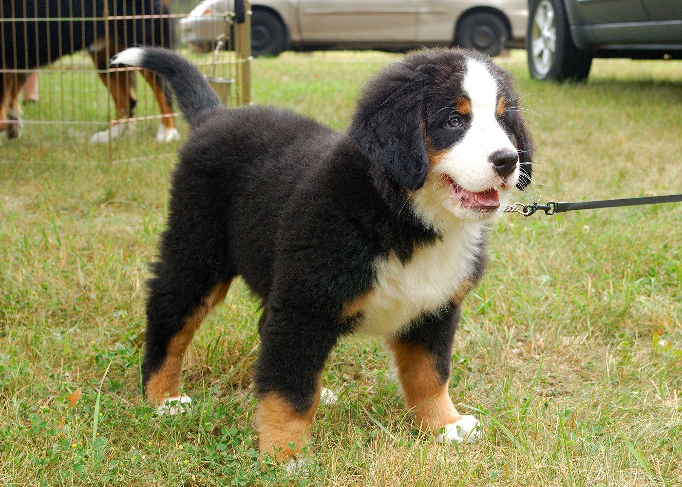 1400x1000 Awesome Bernese Mountain Dog Picture. Bernese Mountain Dog Wallpaper