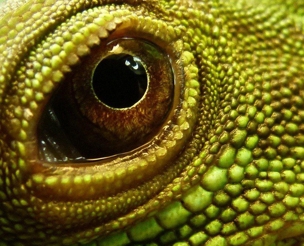 994x804 chinese water dragon eye