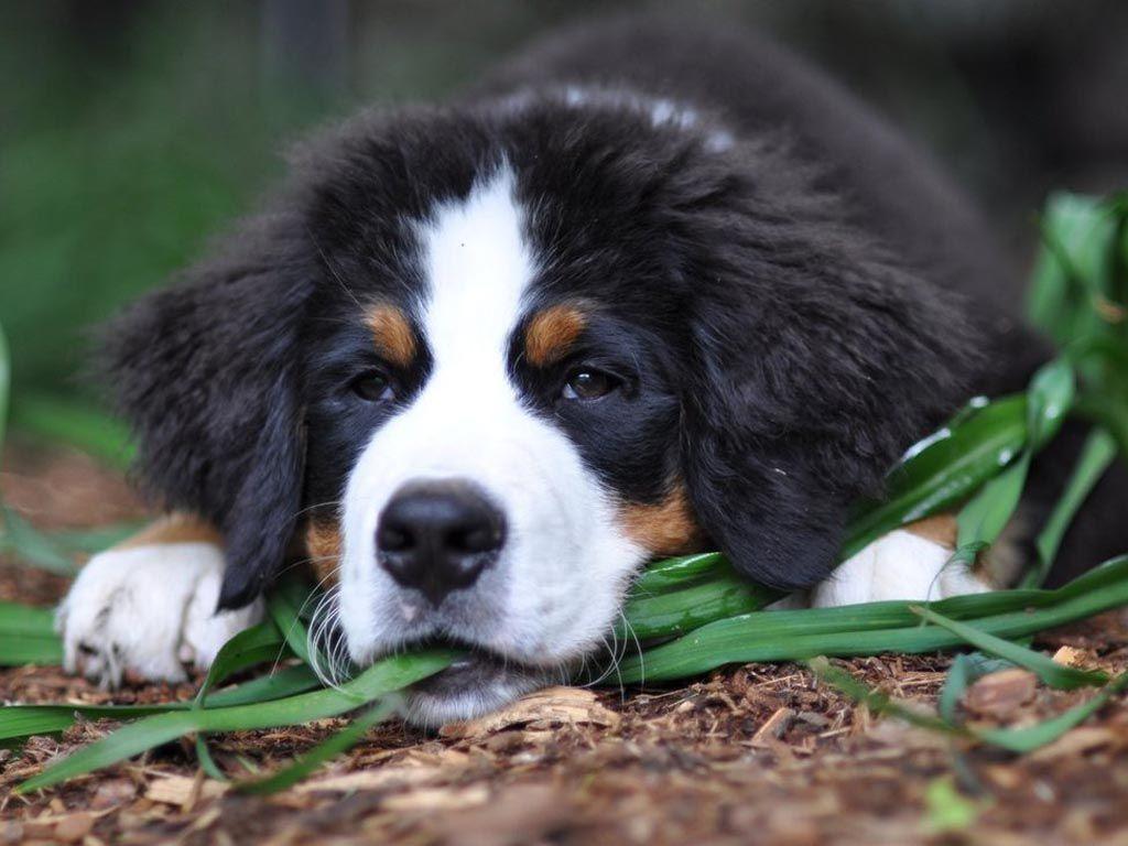 1024x768 Bernese Mountain Dog
