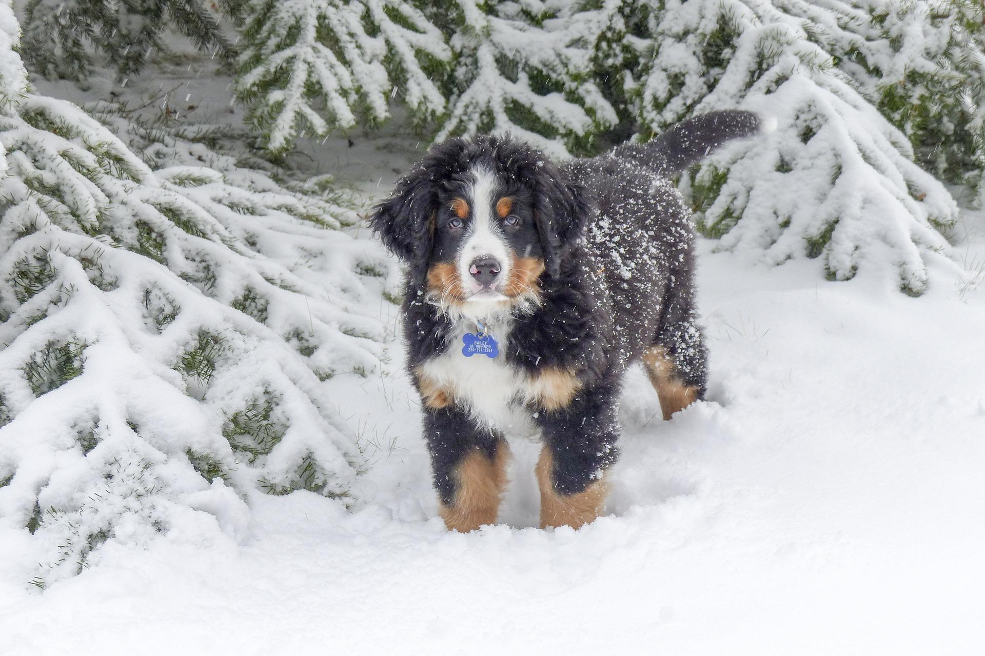 Bernese Mountain Dog Wallpapers - Top Free Bernese Mountain Dog ...