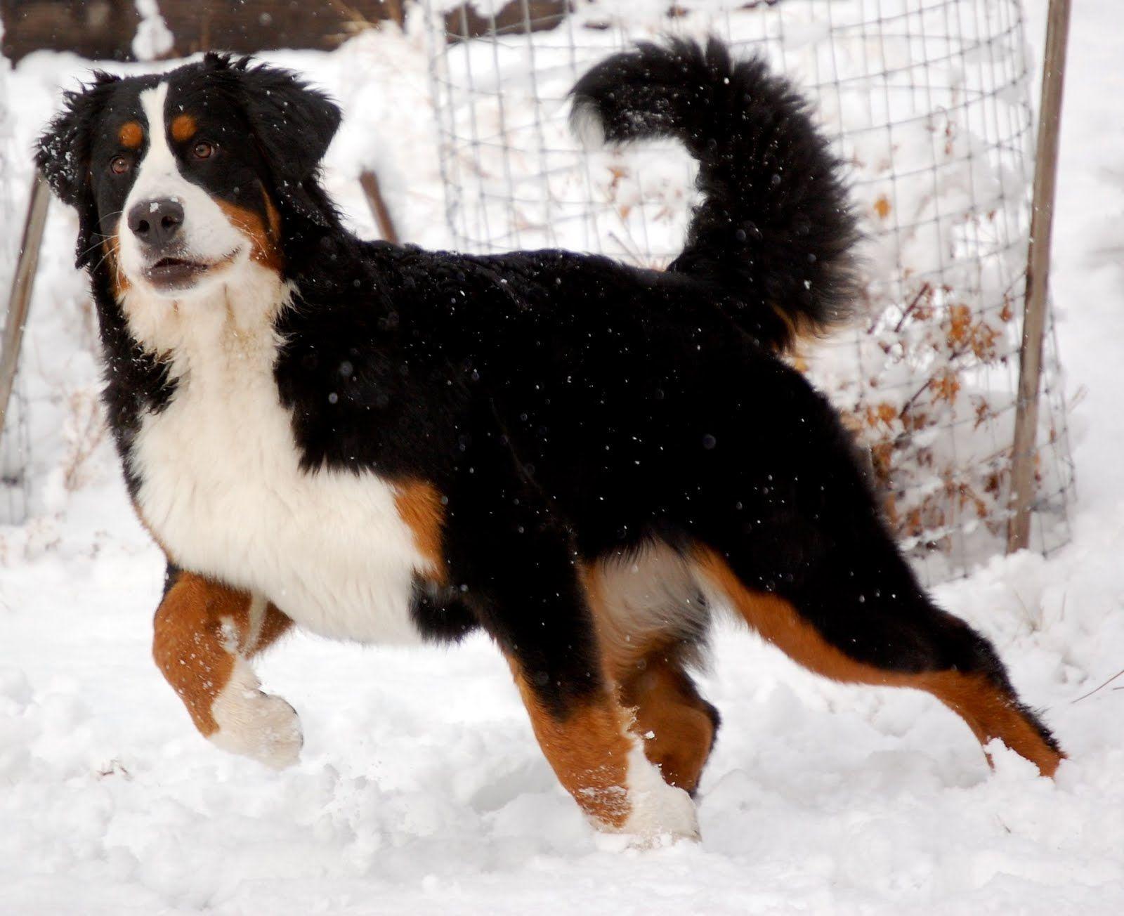 1600x1304 Champion Bernese Mountain Dog./. Mountain dogs, Bernese mountain dog, Burmese mountain dogs