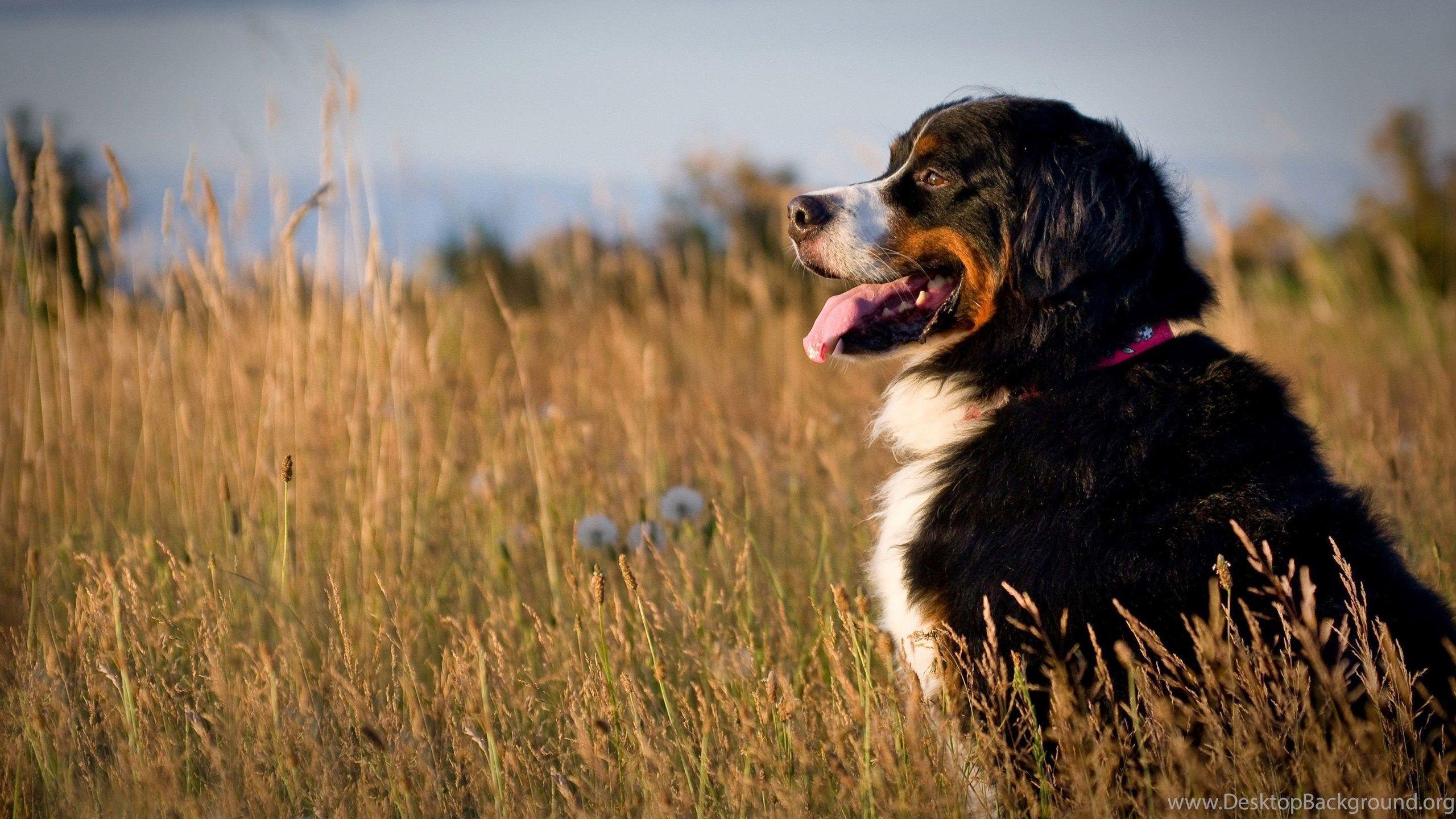 2560x1440 Bernese Mountain Dog At Sunset Field Desktop Background