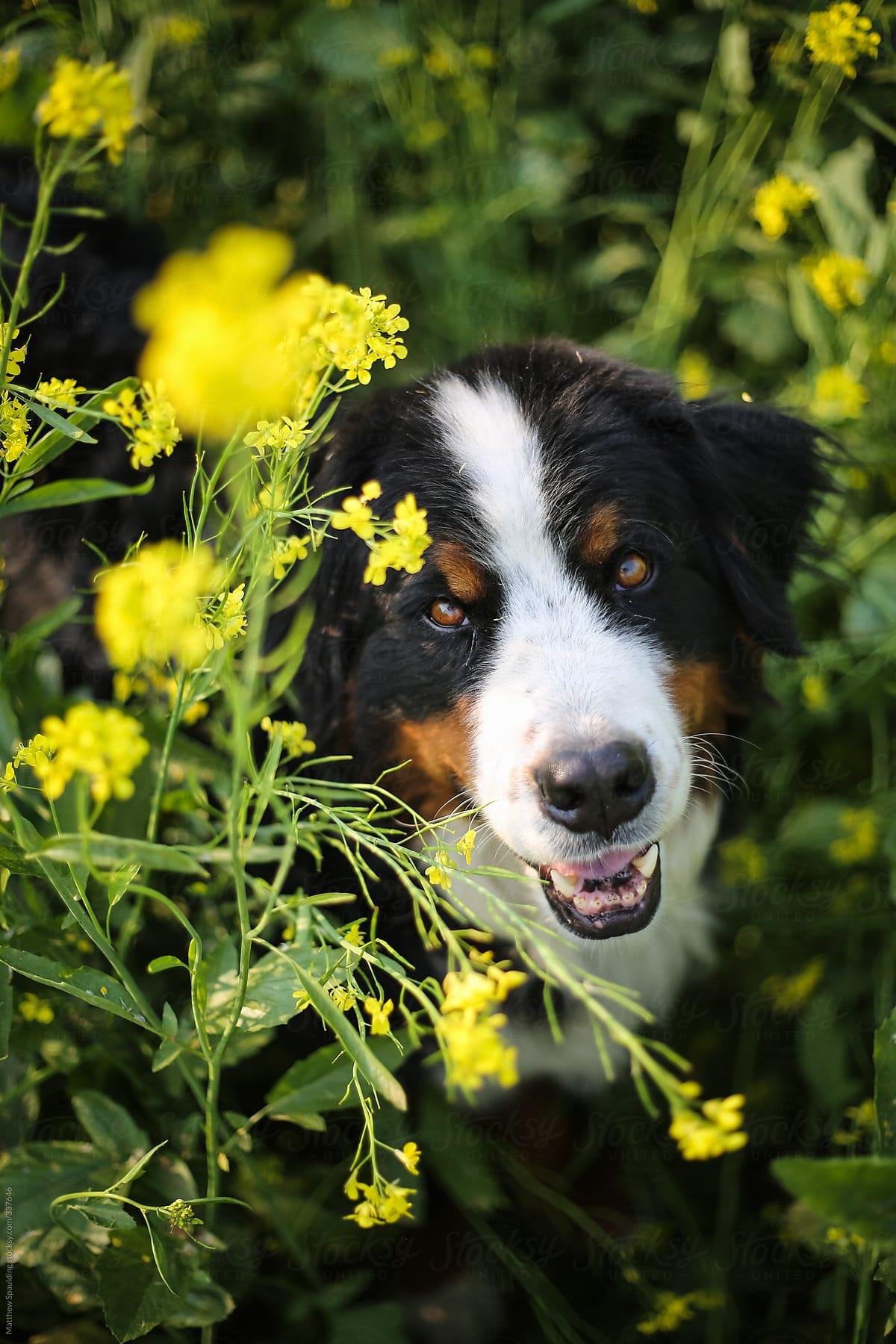 1200x1800 Bernese Mountain Dog outdoors in a field of flowers