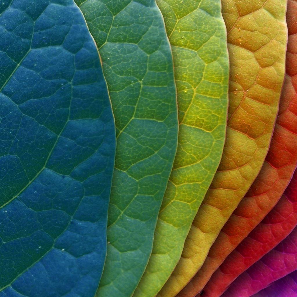 Leaves iPad Wallpapers - Top Free Leaves iPad Backgrounds - WallpaperAccess