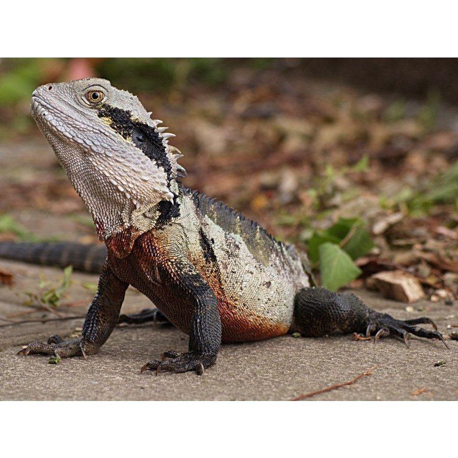 900x900 Unusual Eastern Water Dragons From Our Reptile Store