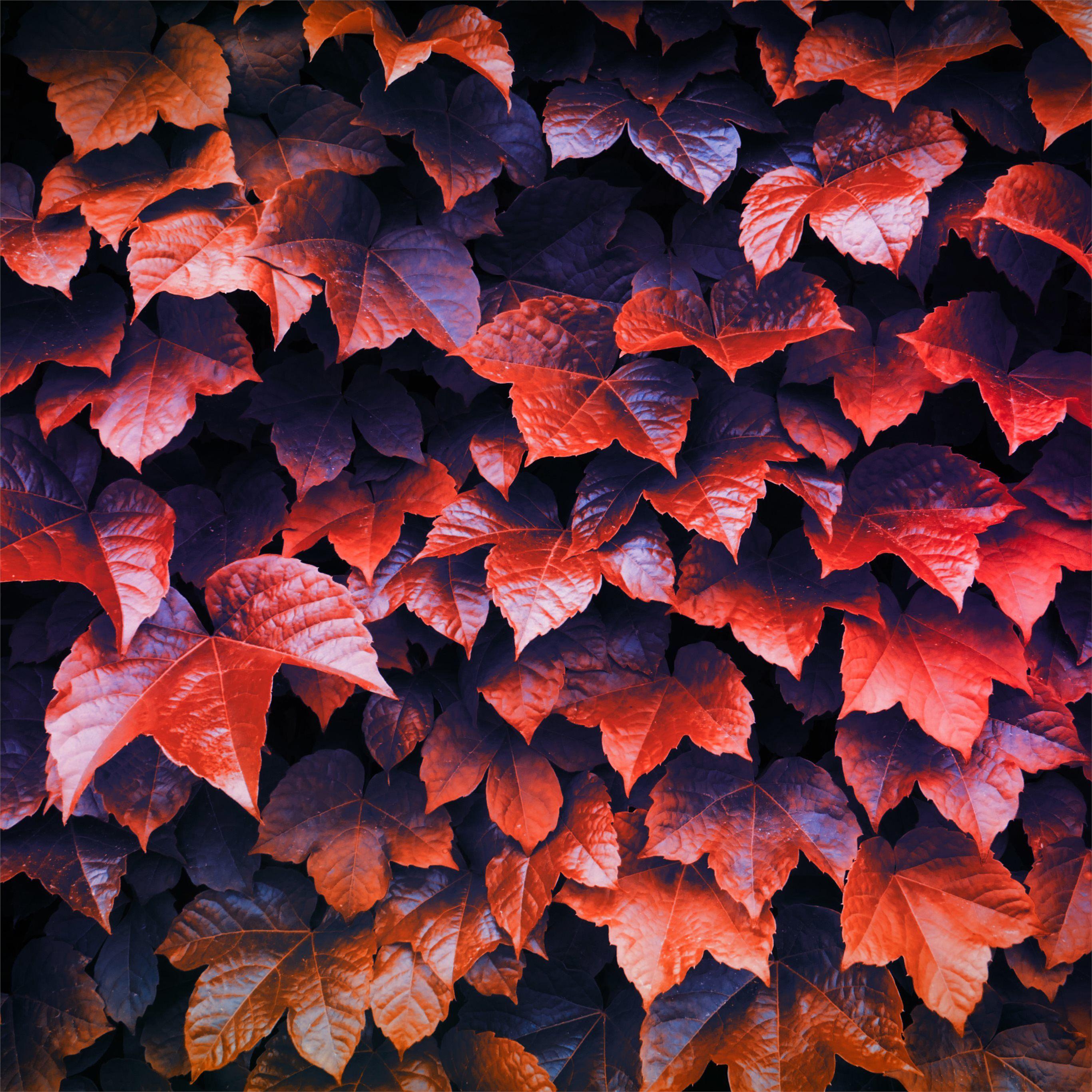 Leaves iPad Wallpapers - Top Free Leaves iPad Backgrounds - WallpaperAccess