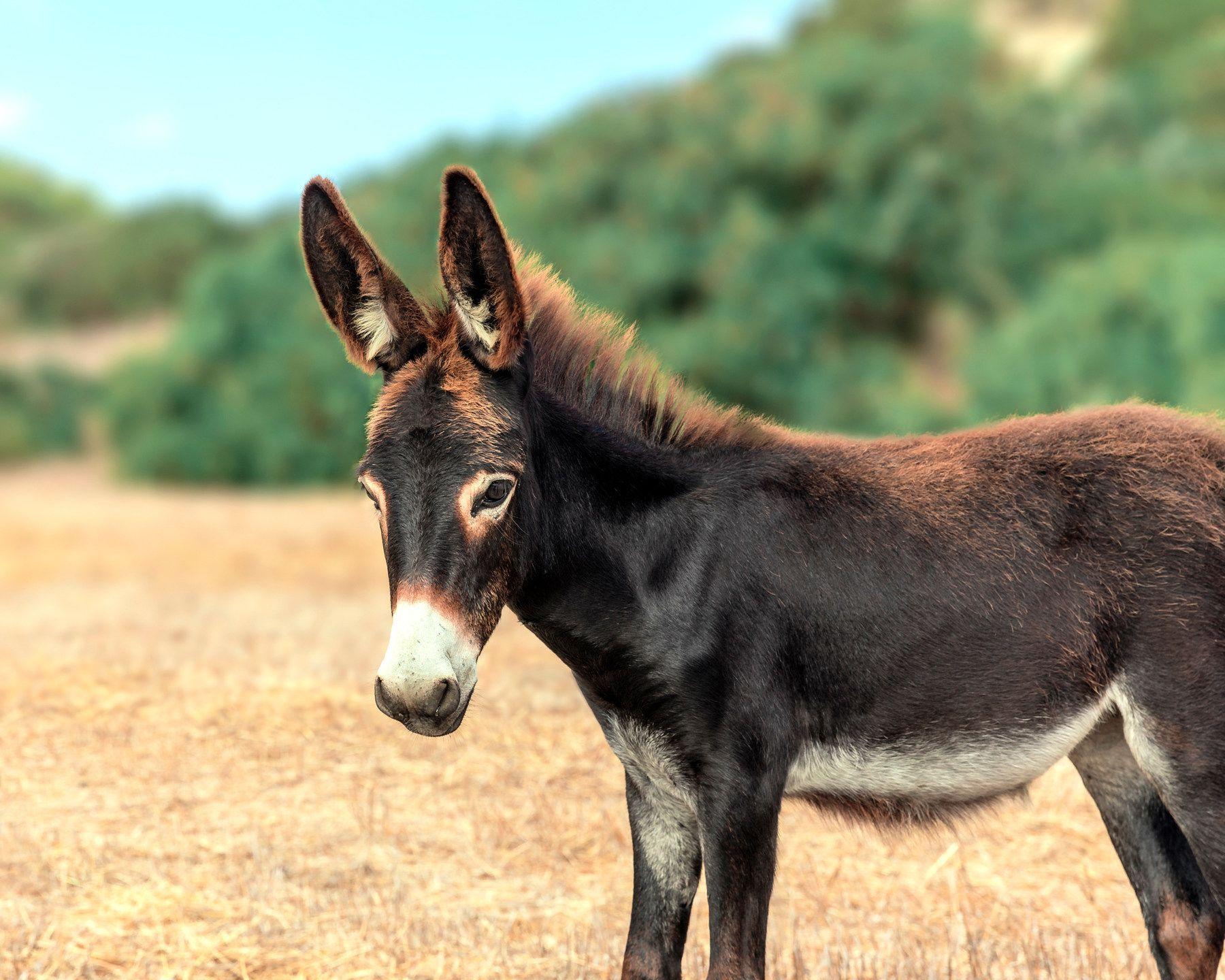 Donkey HD Wallpapers - Top Free Donkey HD Backgrounds - WallpaperAccess