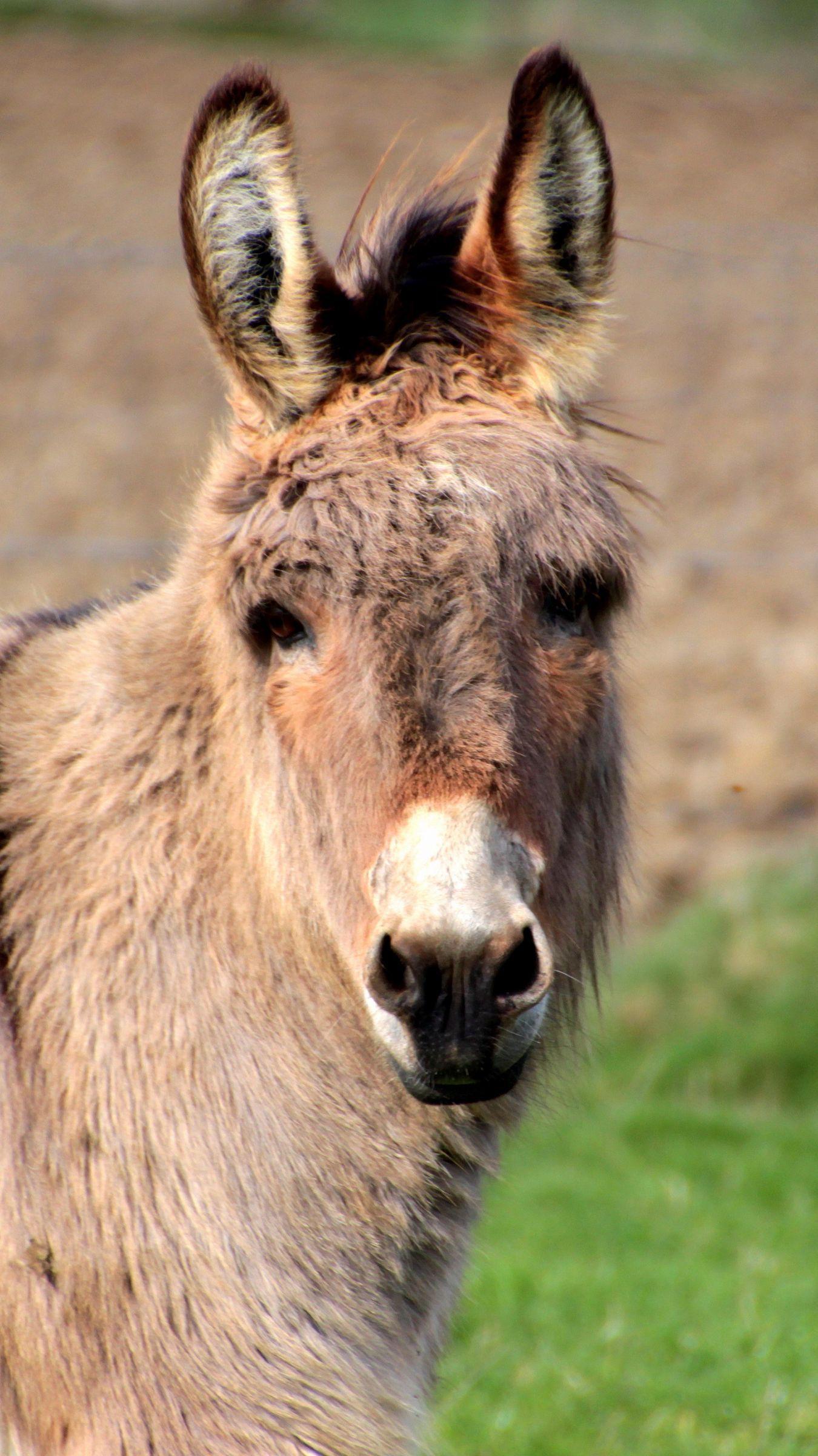 Donkey iPhone Wallpapers - Top Free Donkey iPhone Backgrounds -  WallpaperAccess