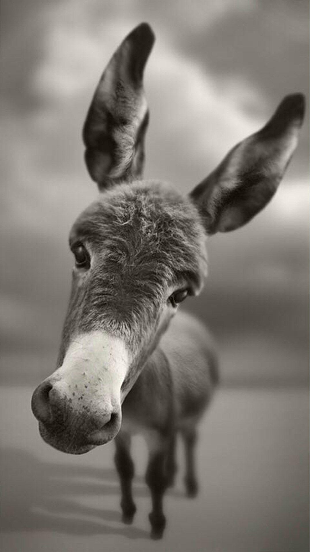 Donkey iPhone Wallpapers Top Free Donkey iPhone Backgrounds