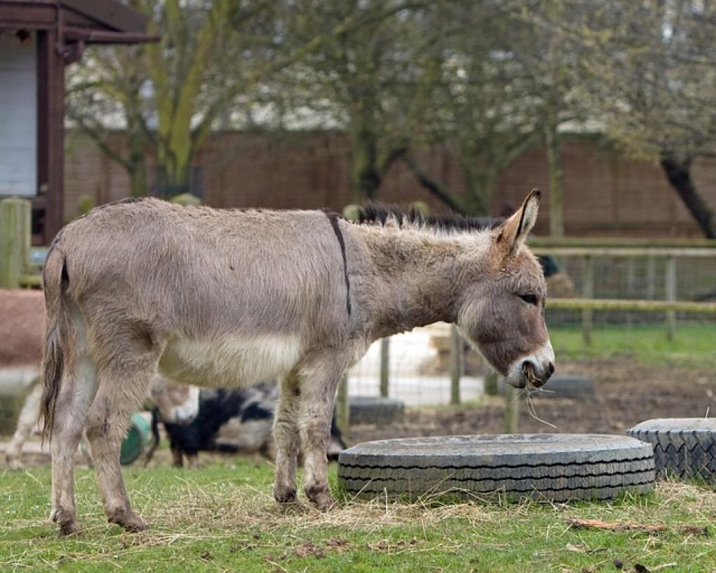 1024x819 Funny Donkey Wallpaper FREE for Android