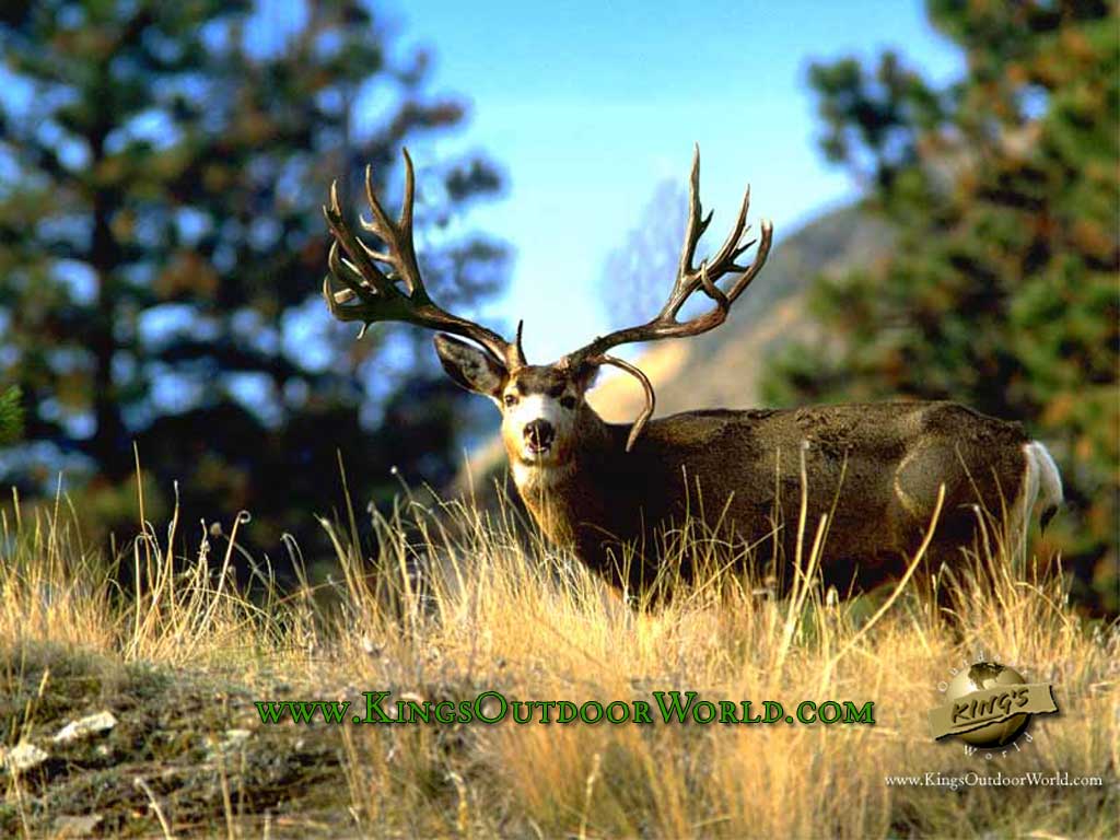 1024x768 Mule Deer Wallpaper