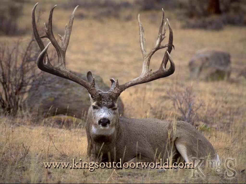 1024x768 Gov't Mule Wallpaper. Mule Deer Wallpaper, Mule in Clothes Wallpaper and Mule Clothes Wallpaper