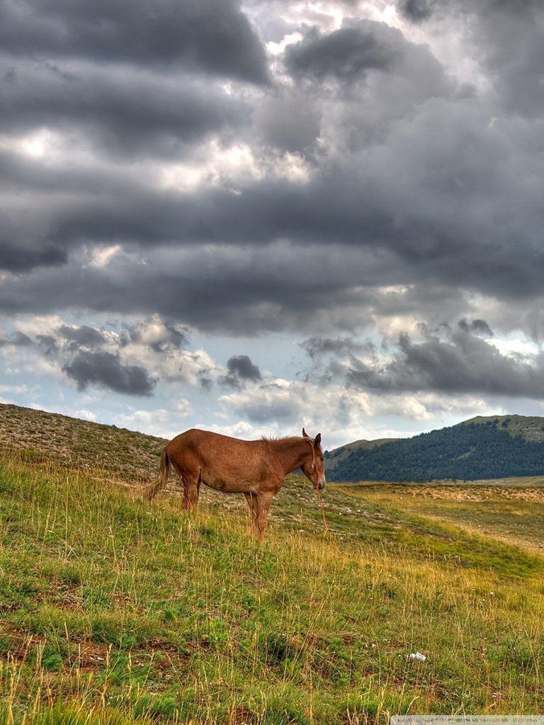 768x1024 Donkey Ultra HD Desktop Background Wallpaper for 4K UHD TV : Widescreen & UltraWide Desktop & Laptop
