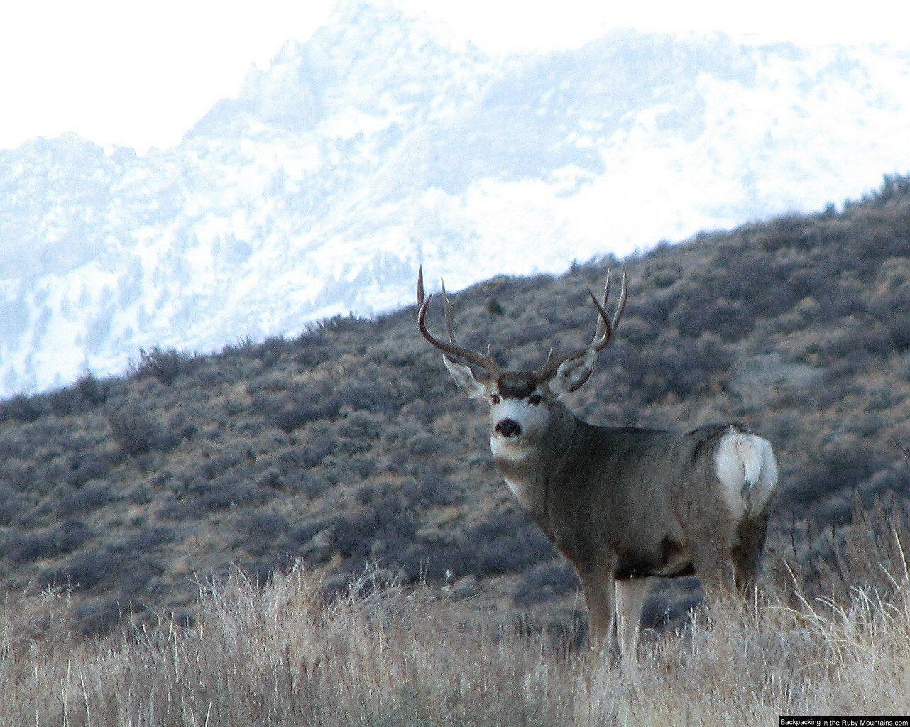 1282x1024 Mule Deer Wallpaper