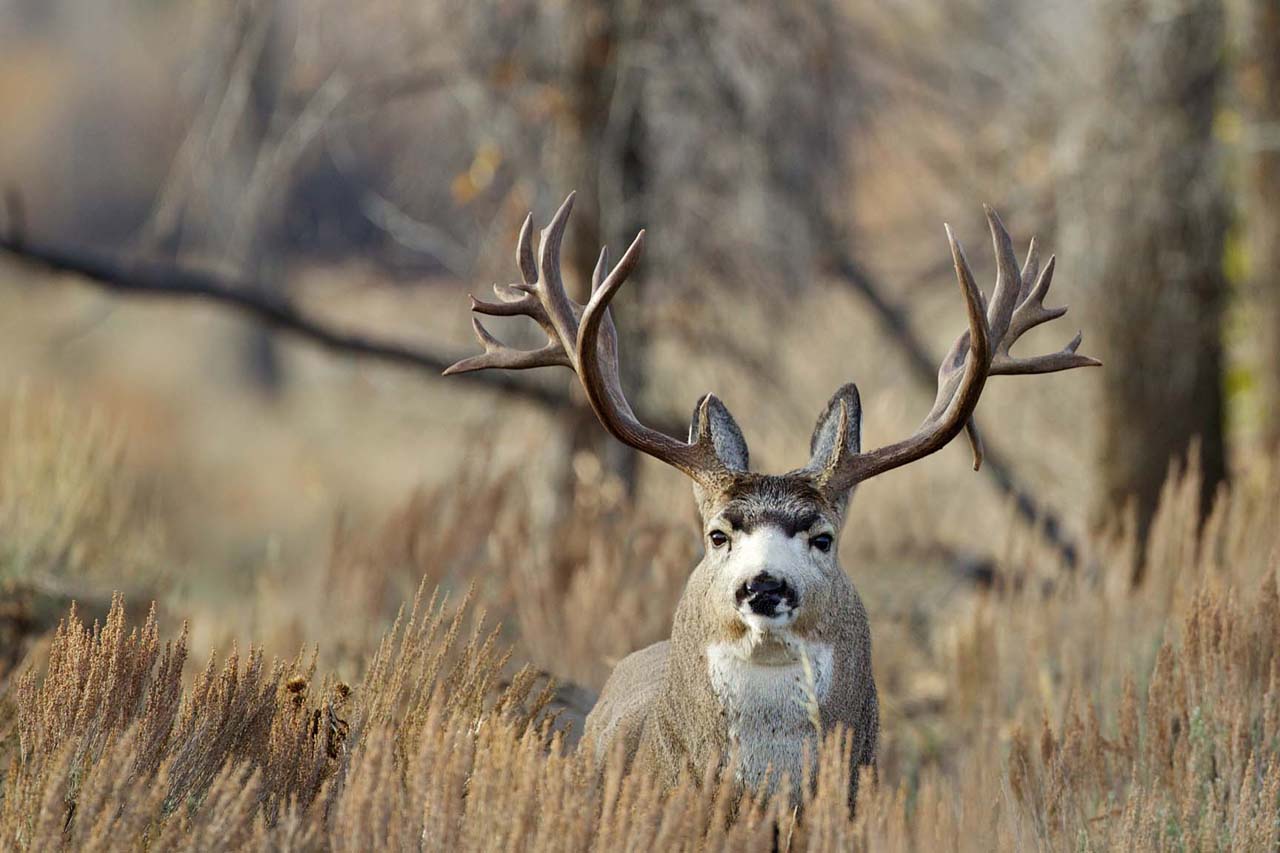 1280x853 Monster Bucks Wallpaper Hole Mule Deer HD Wallpaper