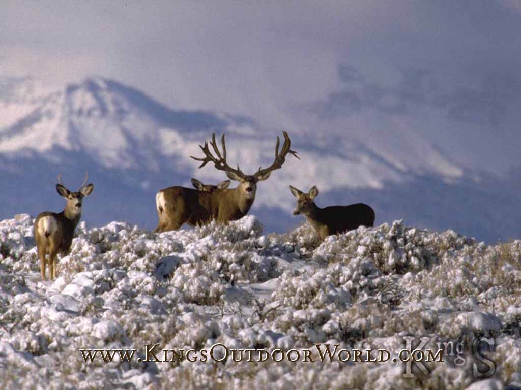 1024x768 Mule Deer Wallpaper