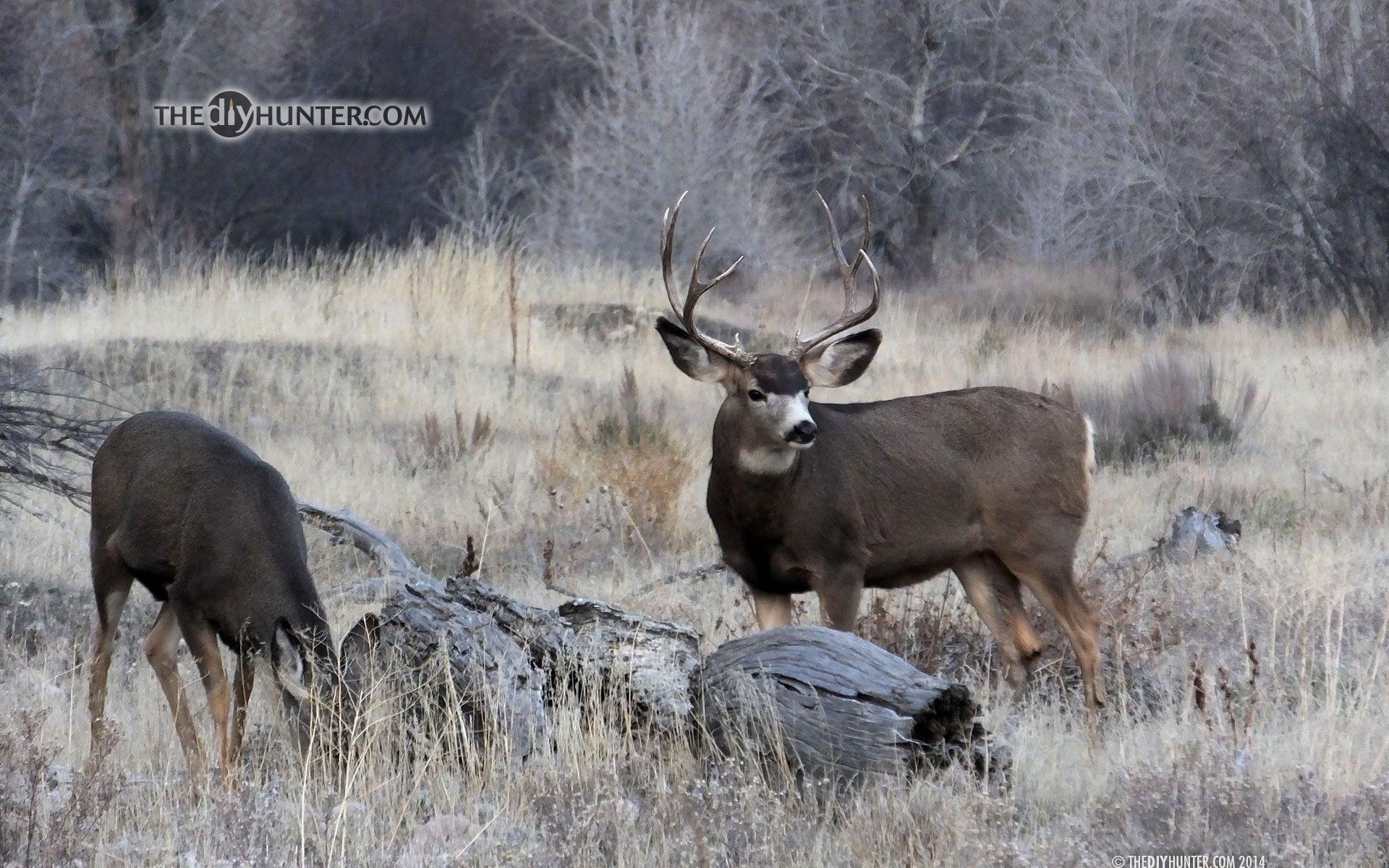 1920x1200 Mule Wallpaper. Mule Deer Wallpaper, Mule in Clothes Wallpaper and Mule Clothes Wallpaper