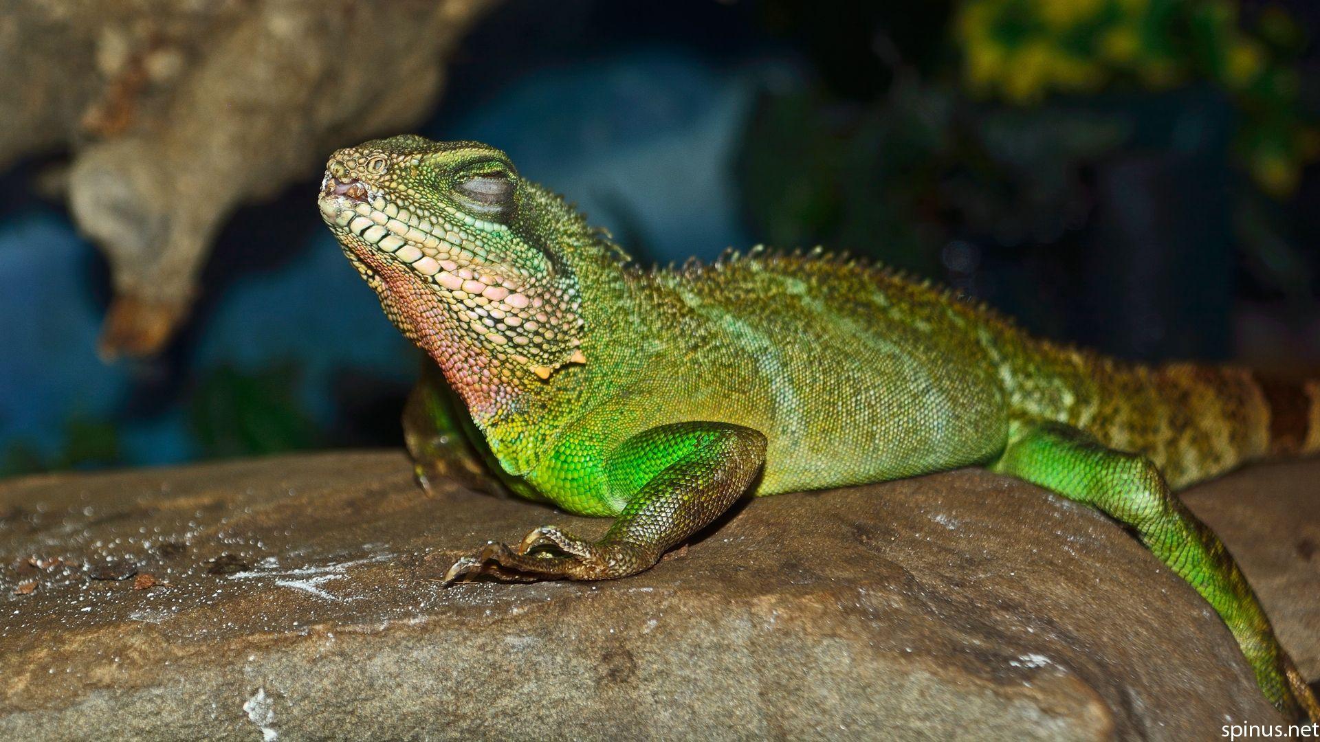 1920x1080 Lizards. Lacertilia spp. Spinus Nature Photography