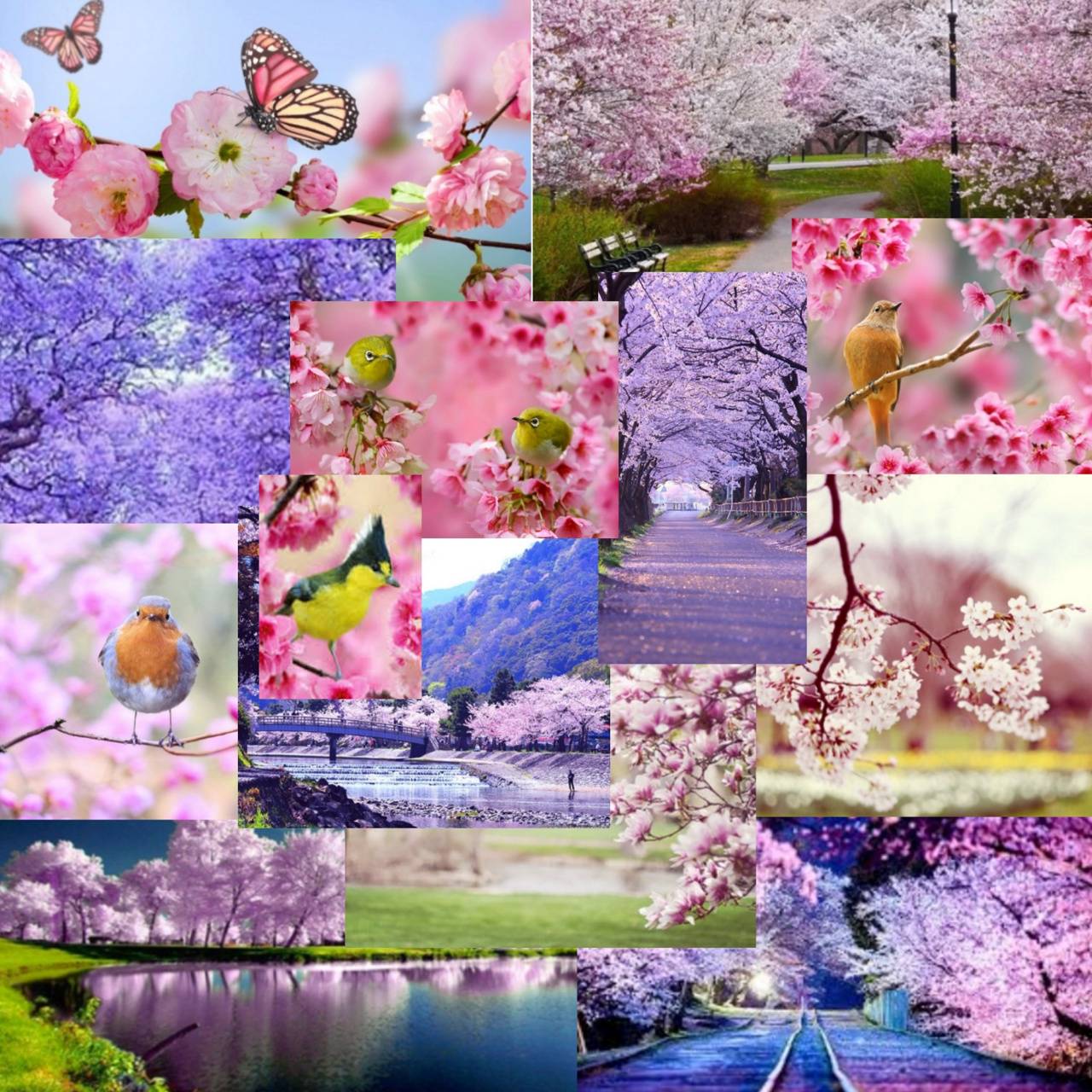 1280x1280 Spring birds wallpaper