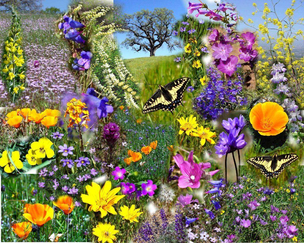1024x819 Free download spring flowers collage [1024x819] for your Desktop, Mobile & Tablet. Explore Bing Free Spring Wallpaper. Free Spring Wallpaper, Free Springtime Wallpaper, Free Spring Wallpaper 1024x768