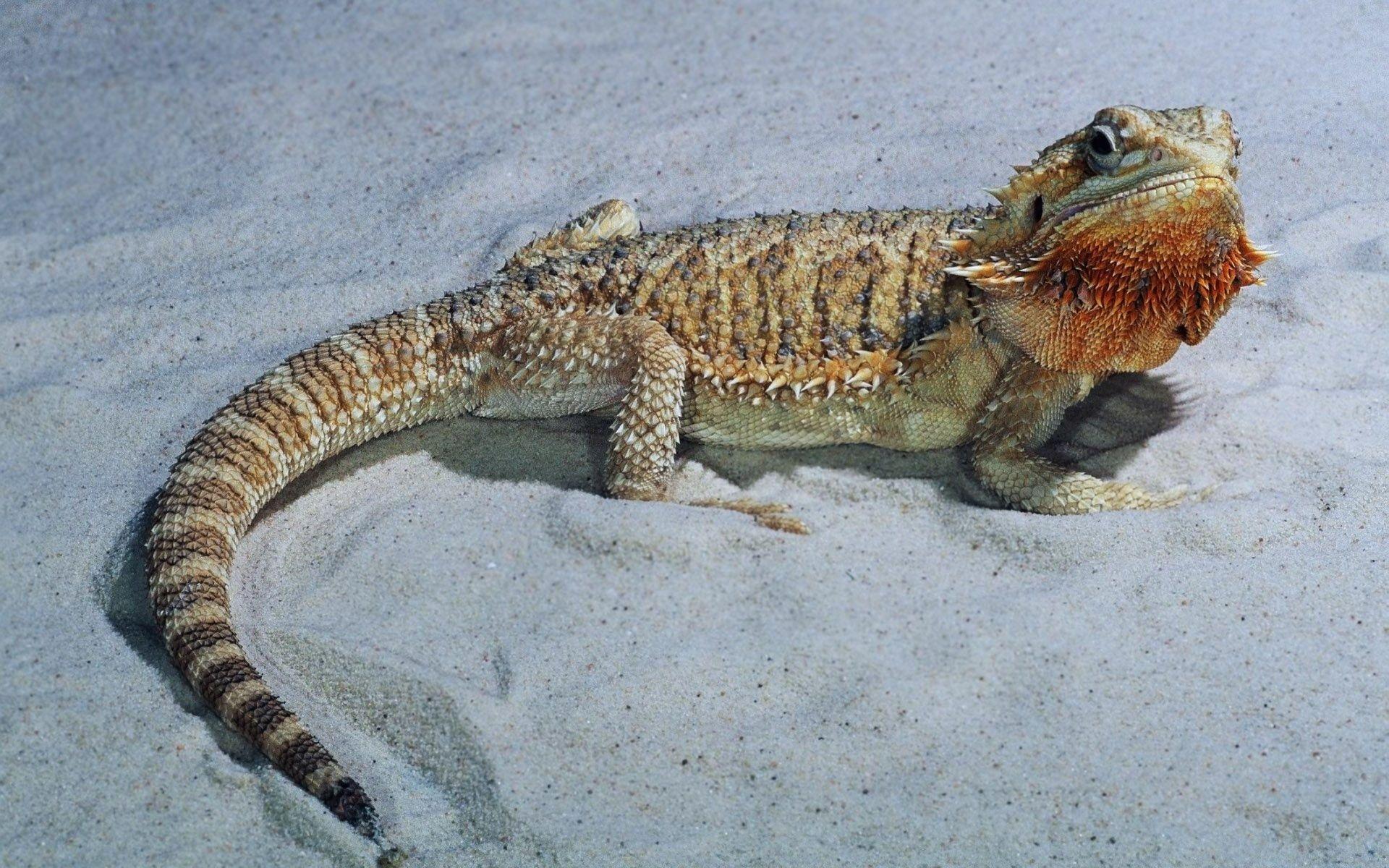 1920x1200 Bearded Dragon Wallpaper