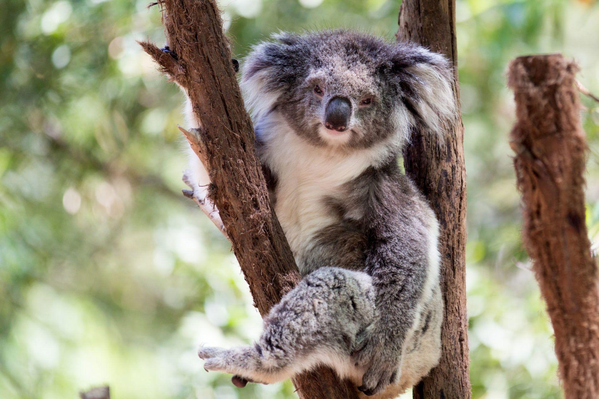 1920x1280 Australian Wildlife HD Wallpaper New Tab