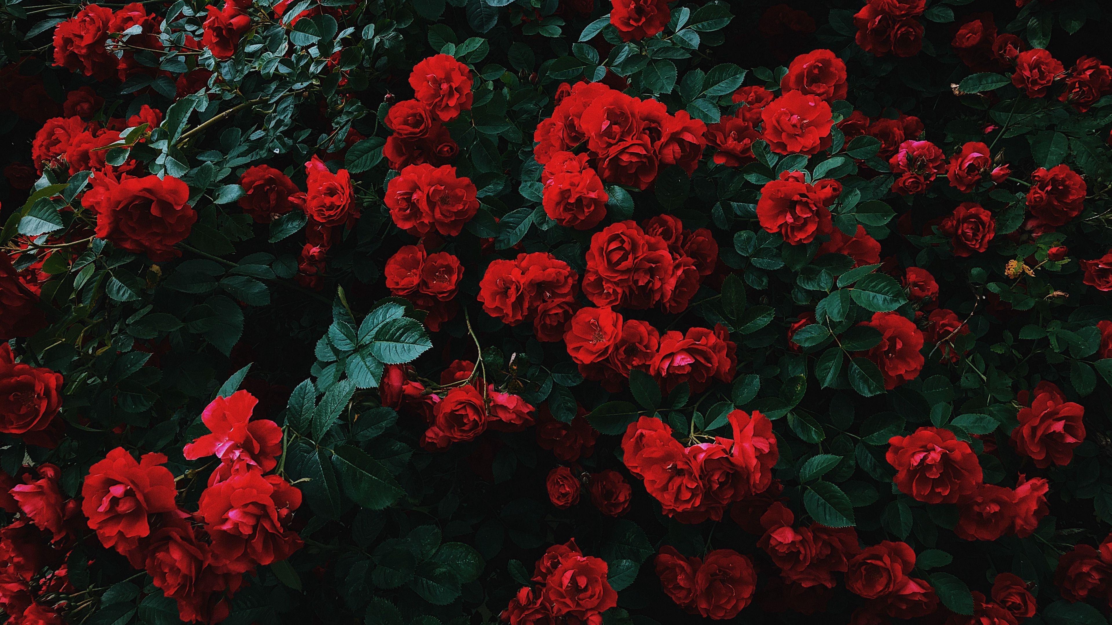3840x2160 Roses bush by Nikita Tikhomirov [3840x2160]