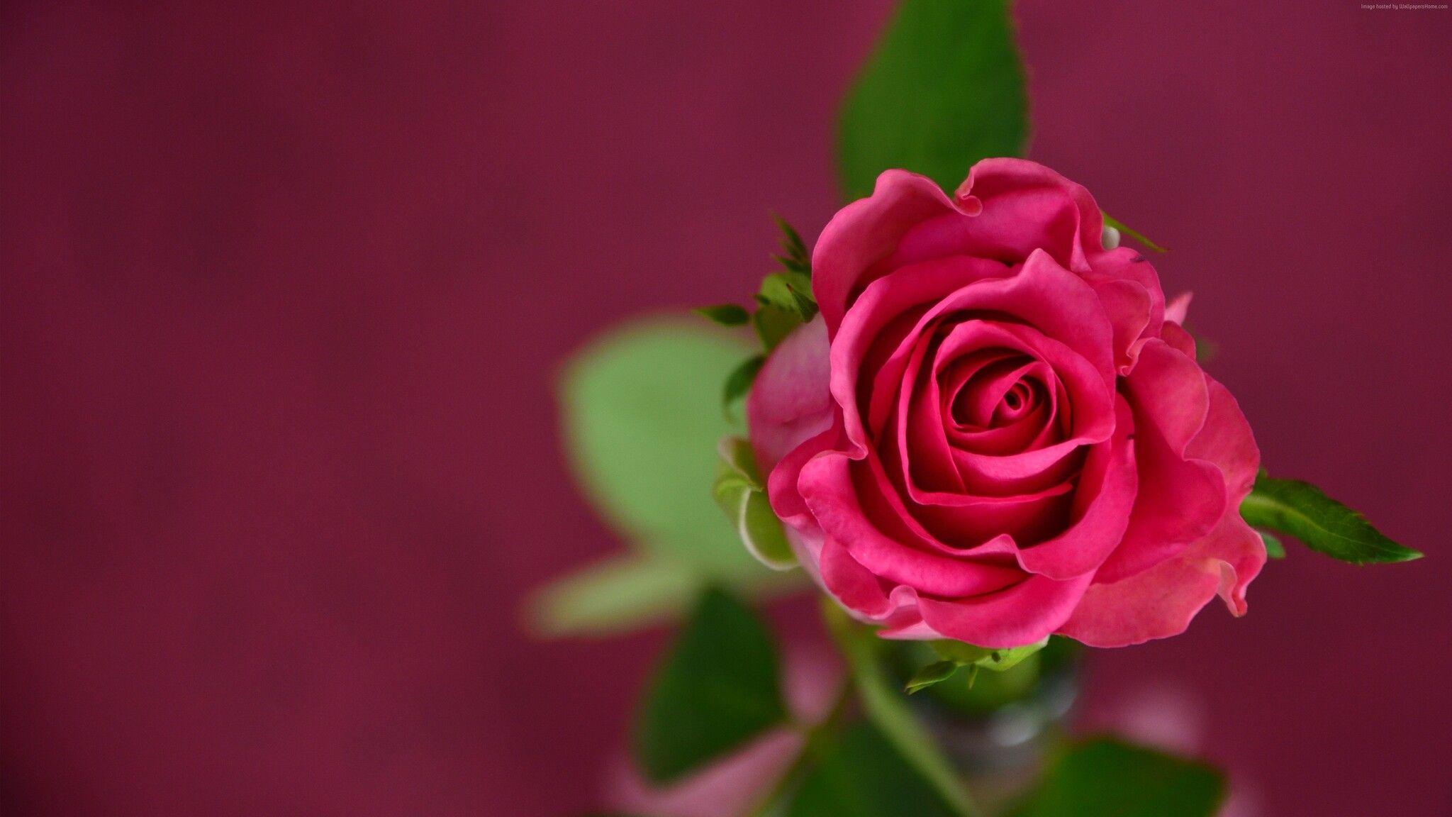 2048x1152 Rose 4k 2048x1152 Resolution HD 4k Wallpaper, Image, Background, Photo and Picture