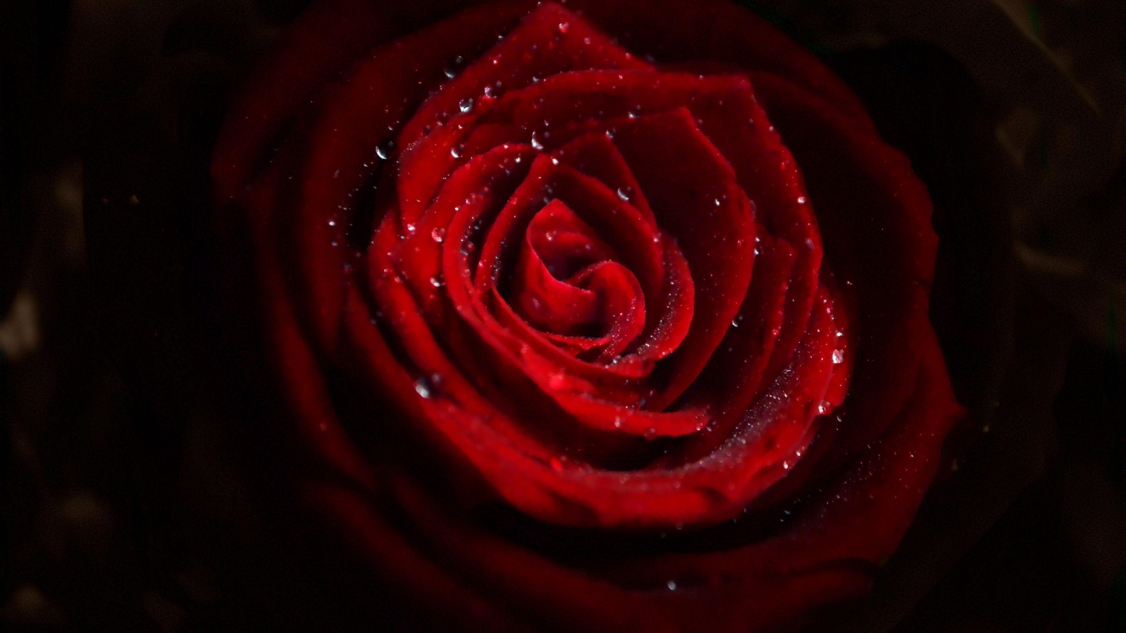 3840x2160 Download wallpaper: Water drops on red rose 3840x2160