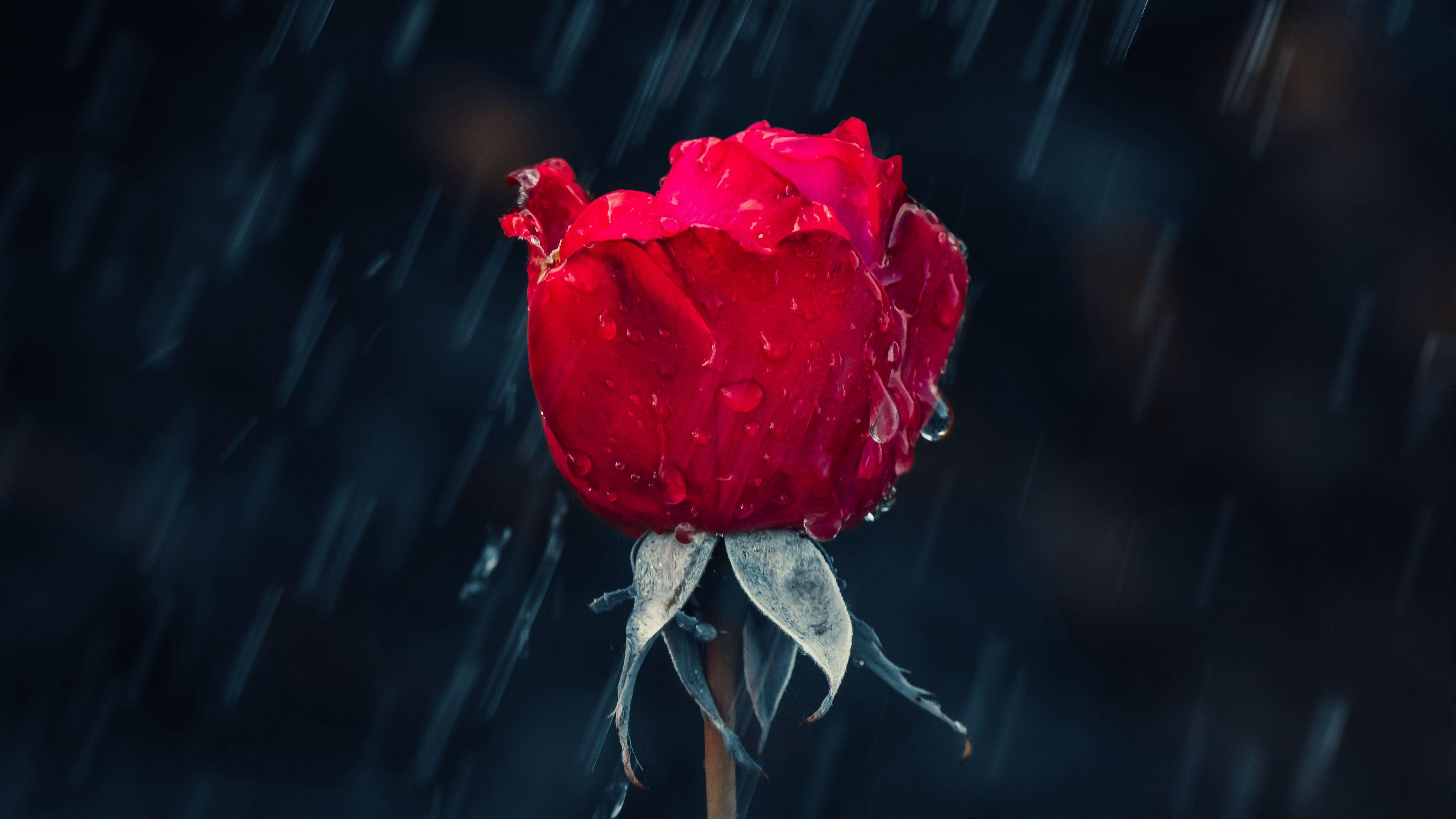 3840x2160 Rose Rain 4K wallpaper