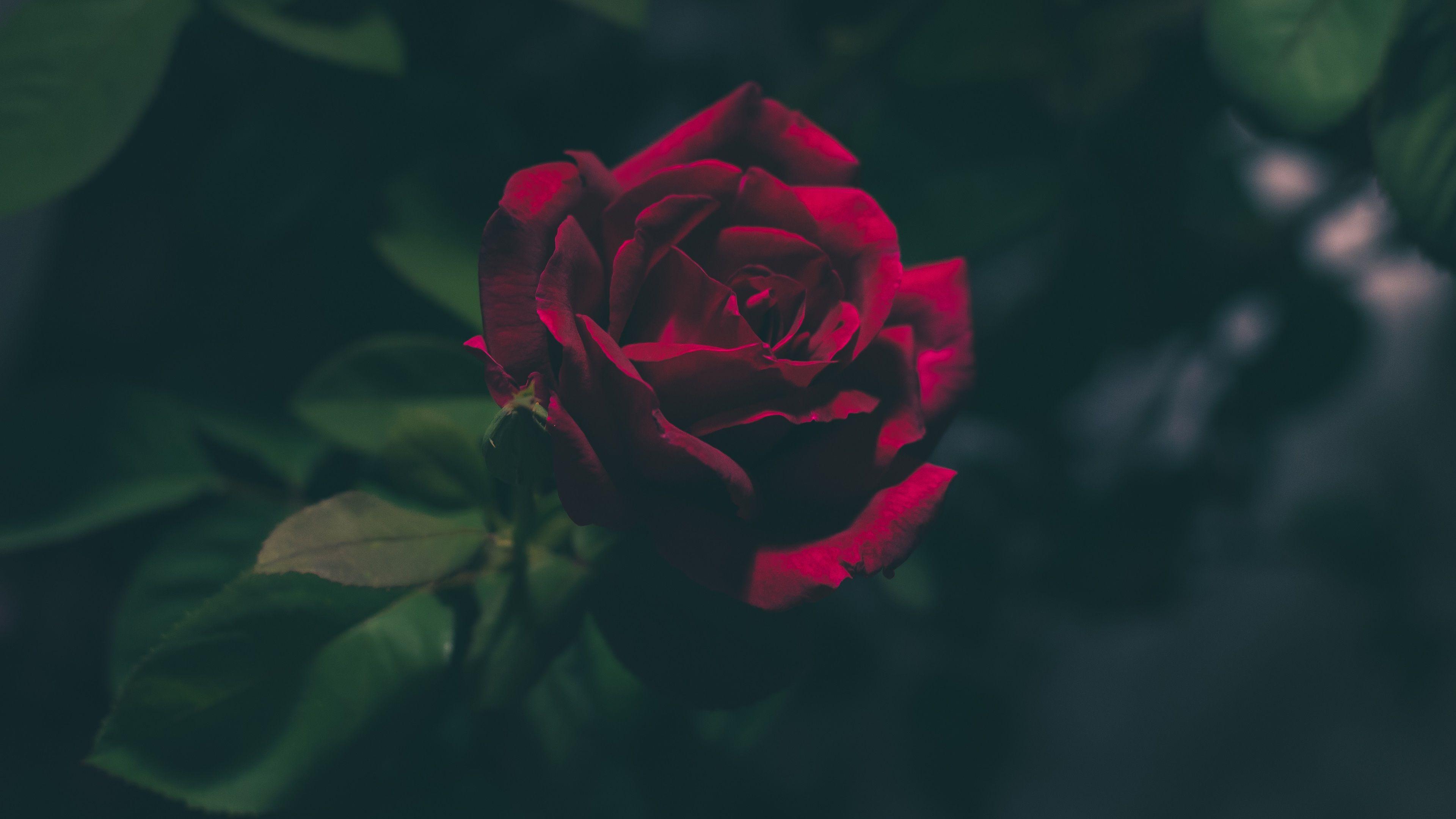 3840x2160 Earth Flower Leaf Red Rose Rose Wallpaper:3840x2160