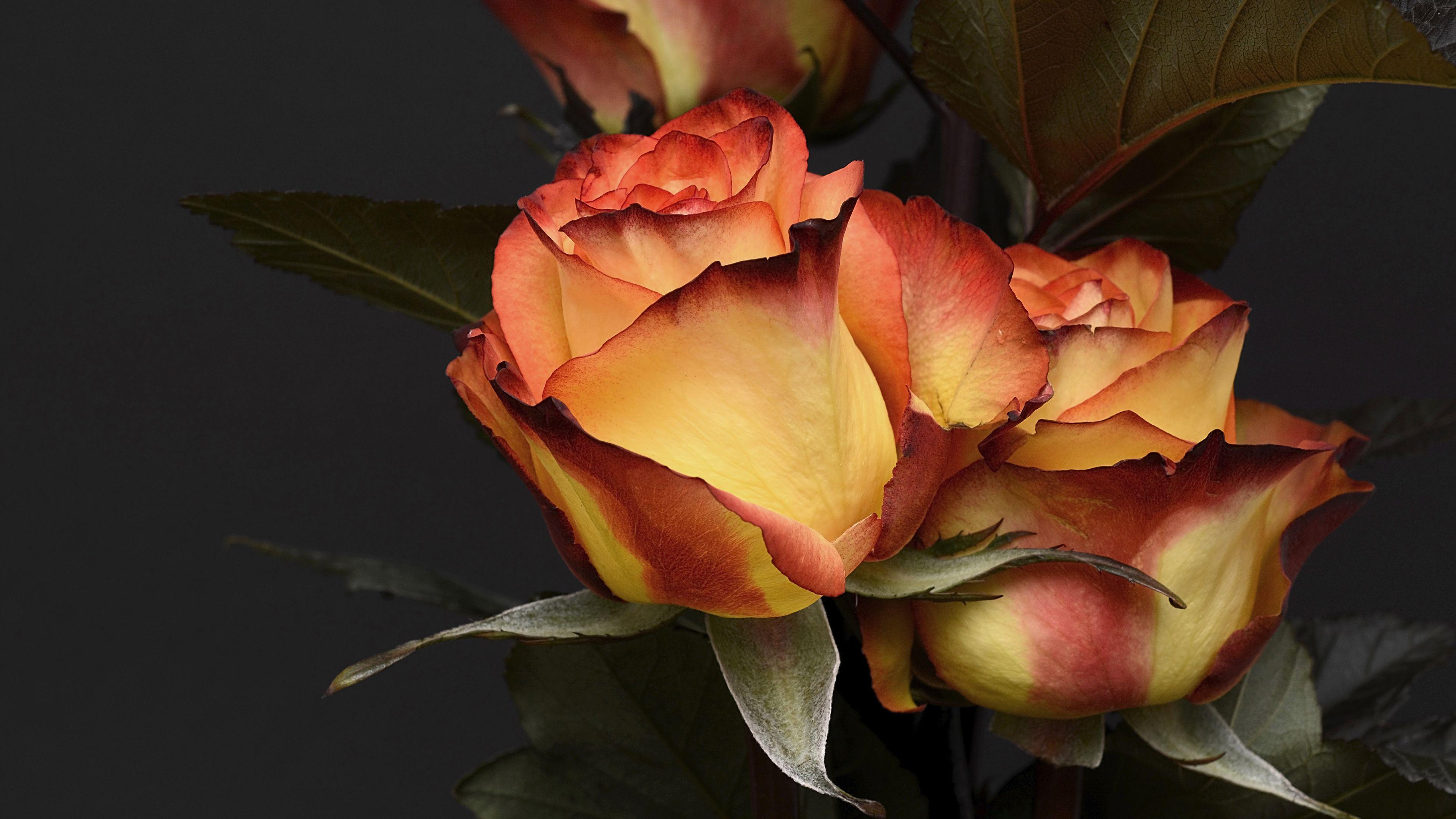 3840x2160 4K Dried Roses Wallpaper HD