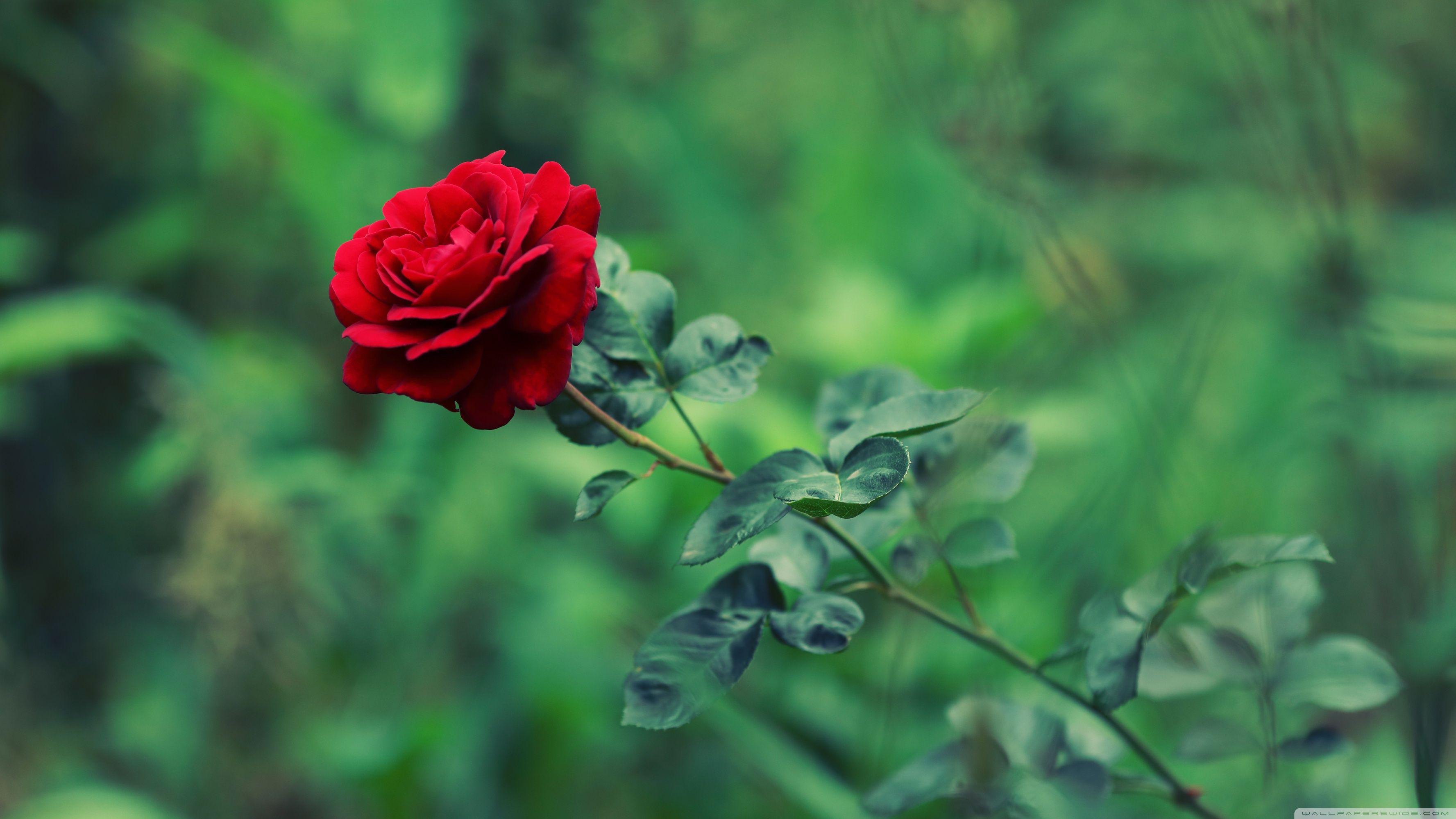 Red Rose 4k Wallpapers Top Free Red Rose 4k Backgrounds Wallpaperaccess