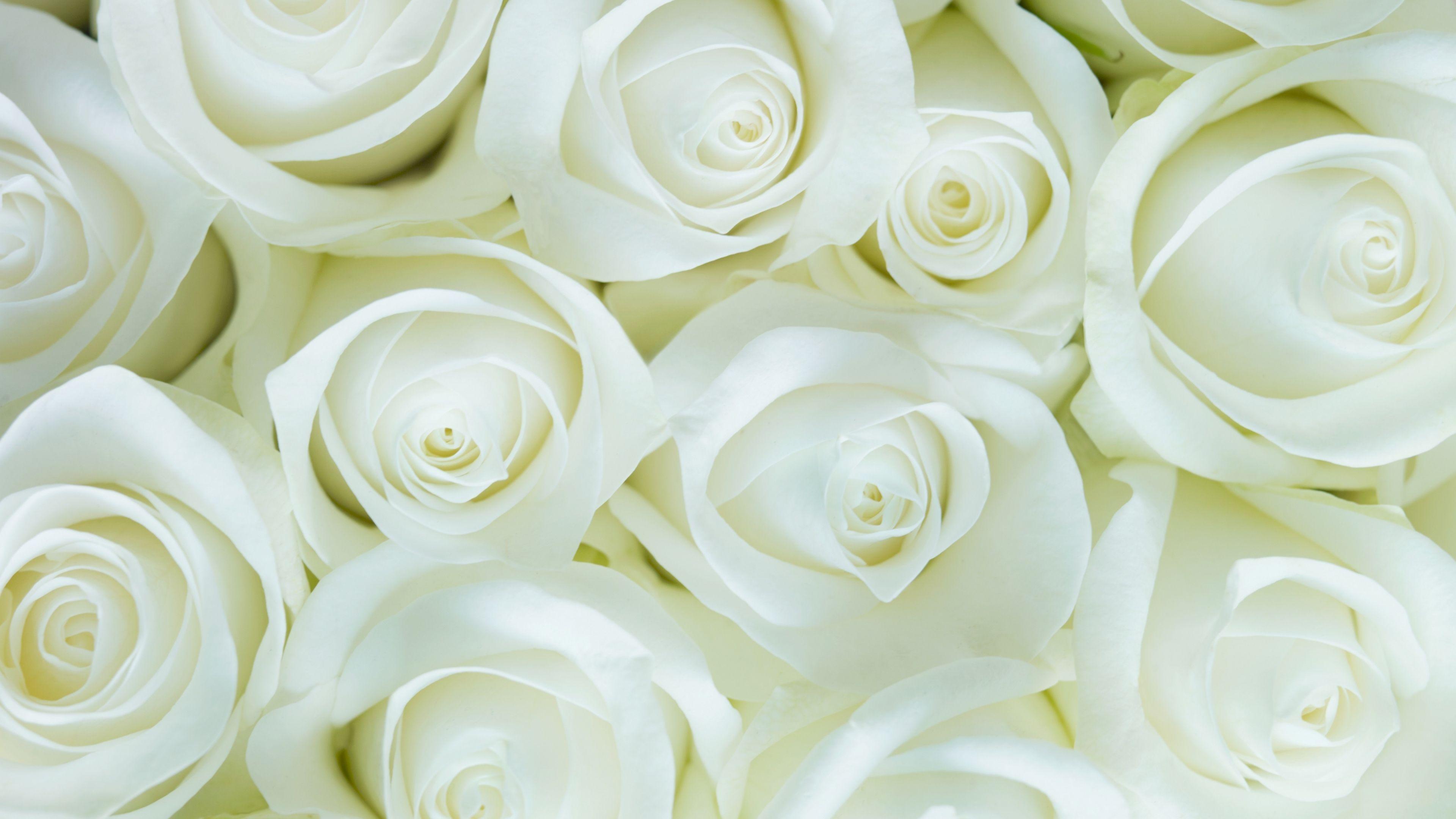 3840x2160 Download 3840x2160 wallpaper white roses, decorations, flowers, 4k, uhd 16: widescreen, 3840x2160 HD image, background, 205