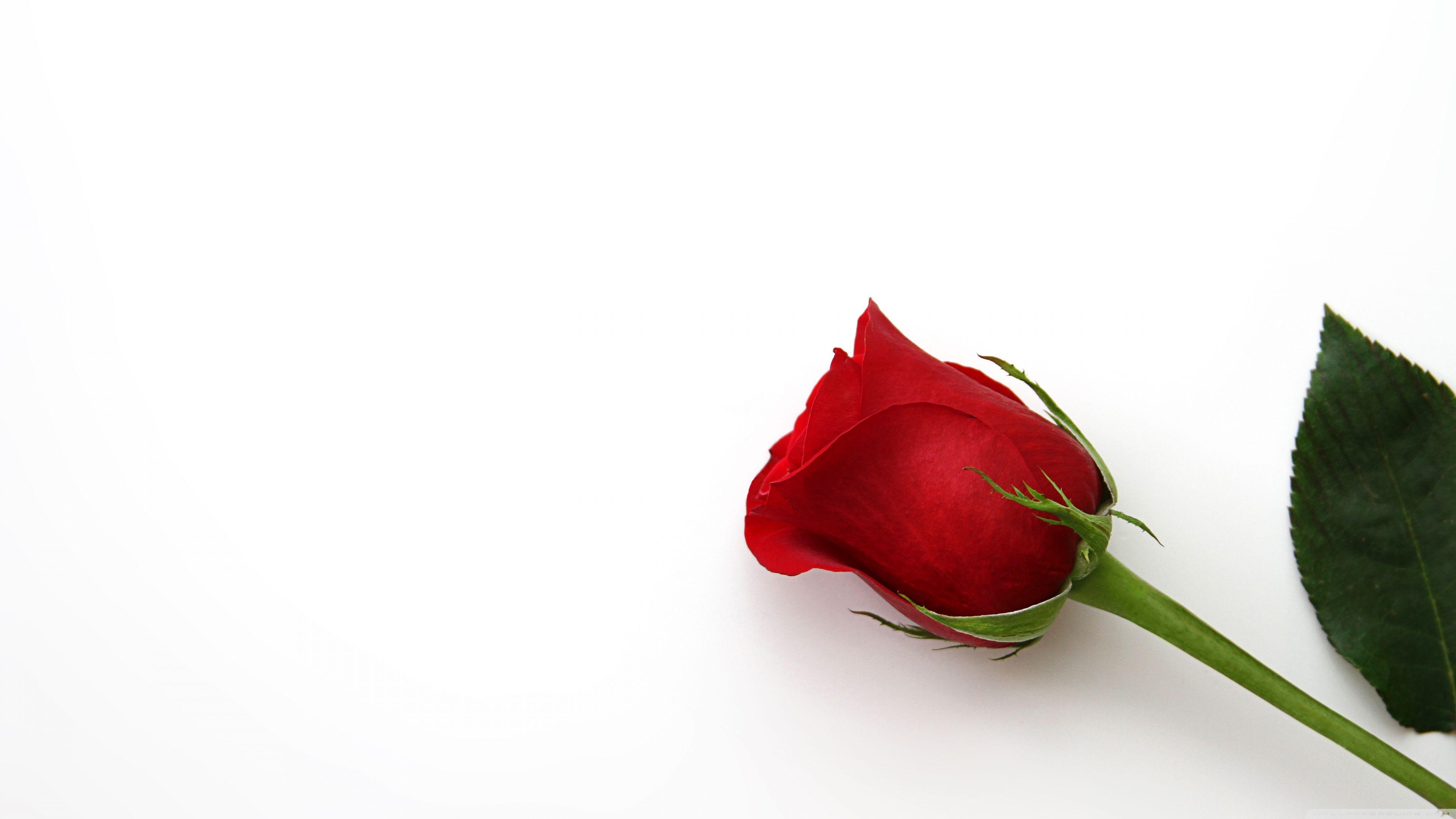 3840x2160 Free download Beautiful Red Rose Flower 4K HD Desktop Wallpaper for 4K Ultra [3840x2160] for your Desktop, Mobile & Tablet. Explore Roses Flower 4K Wallpaper. Roses Flower 4K Wallpaper
