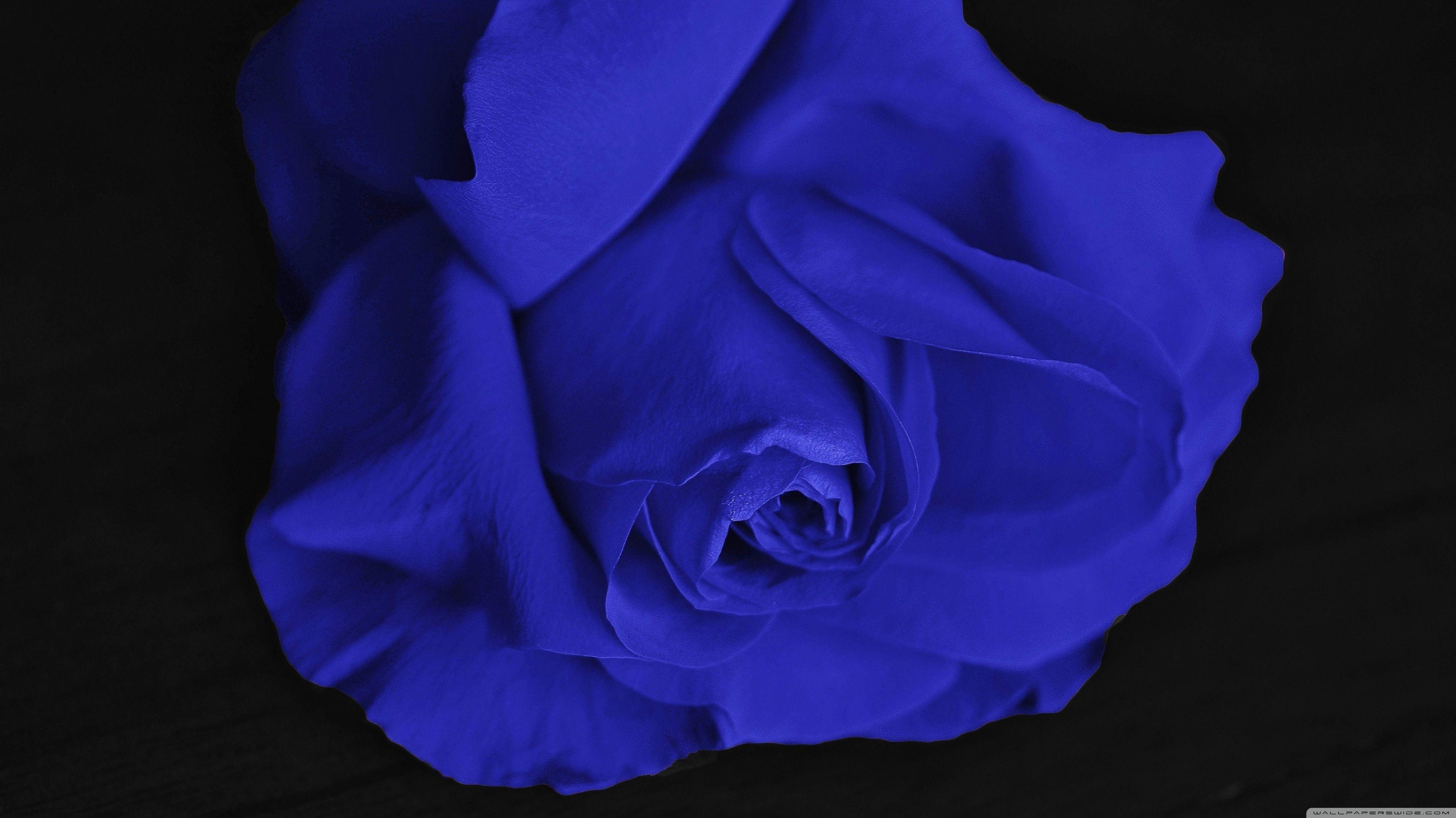 3840x2160 Single Blue Rose Ultra HD Desktop Background Wallpaper for 4K UHD TV : Widescreen & UltraWide Desktop & Laptop : Multi Display, Dual Monitor : Tablet