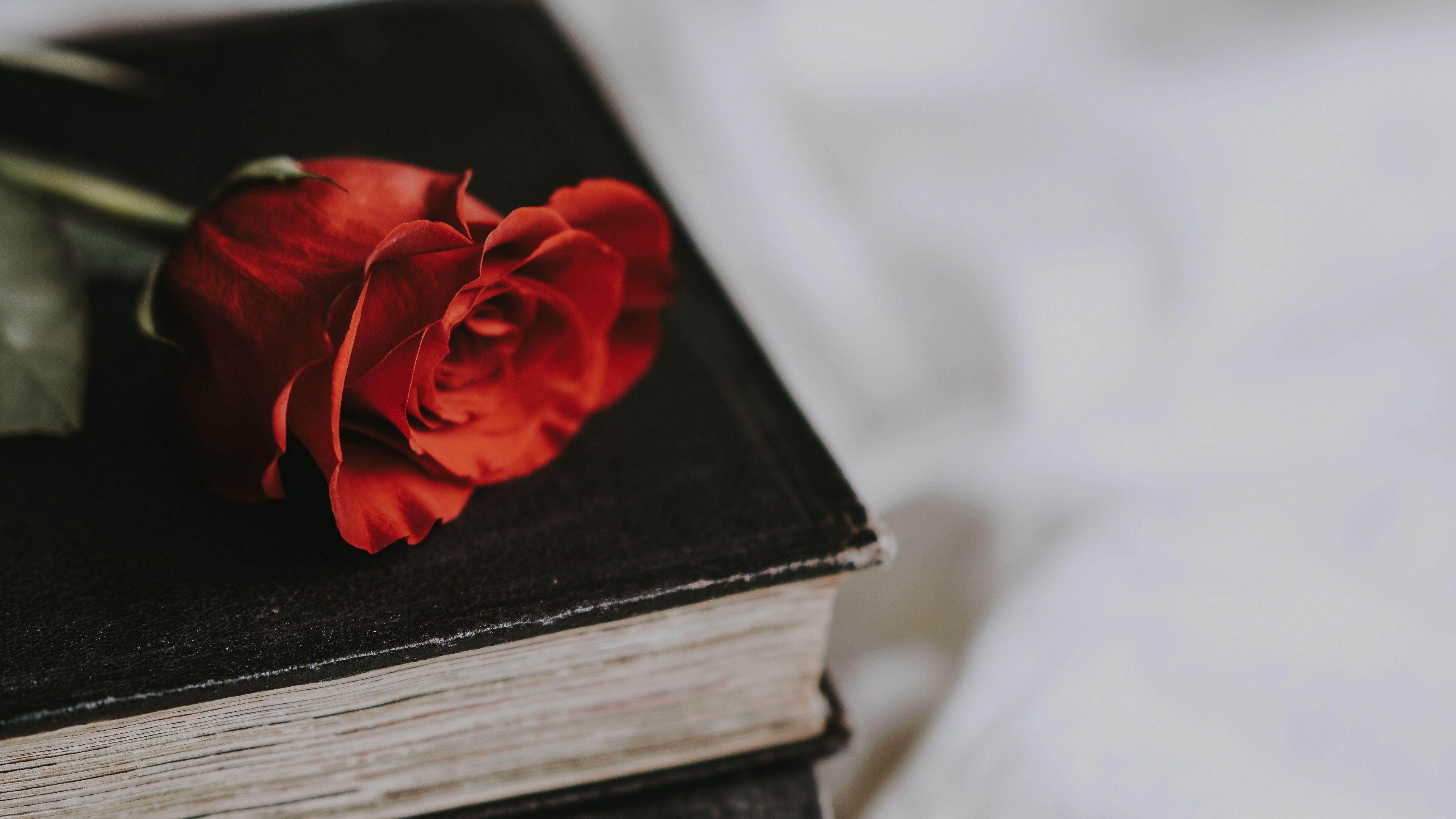 3840x2160 Download wallpaper 3840x2160 rose, book, flower, blur 4k uhd 16:9 HD background