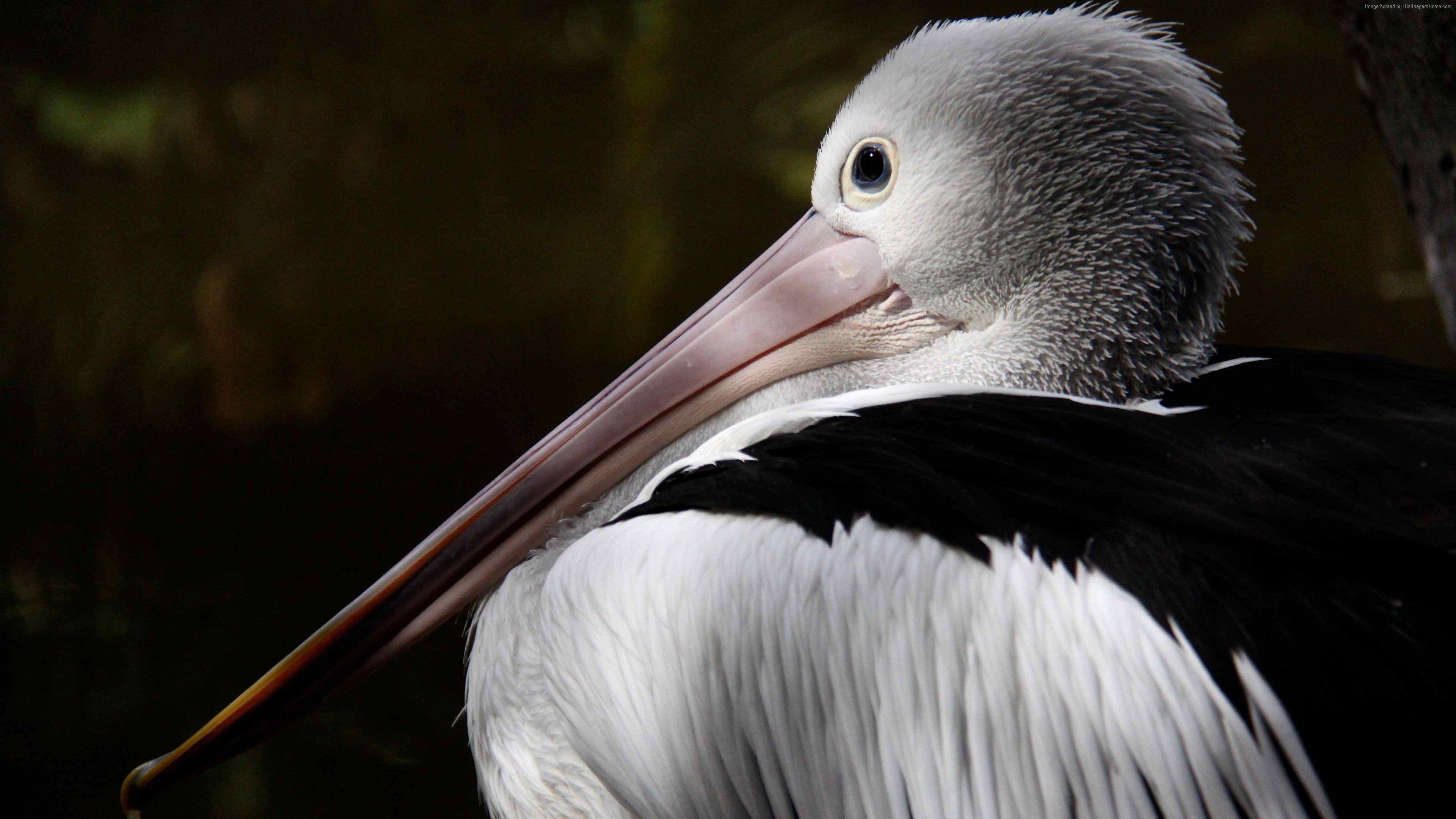 3840x2160 Wallpaper Australian Pelican, New Guinea, Close Up, White, Gray, Bird, Animal, Nature, Tourism, Animals Wallpaper Download Resolution 4K Wallpaper