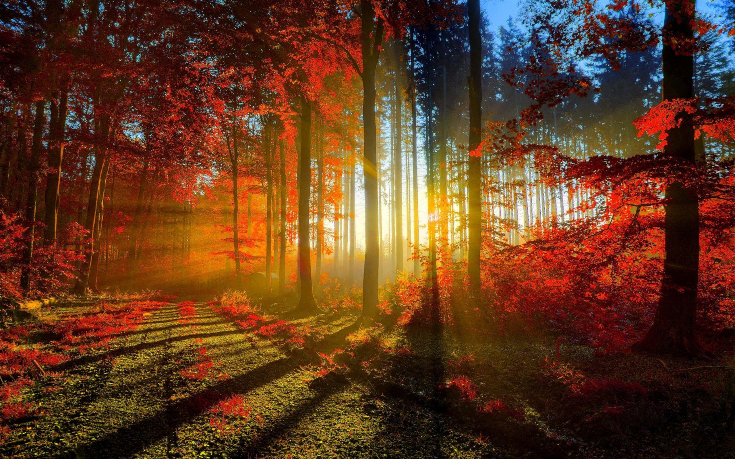 2560x1600 Cool Sunbeam wallpaperx1600