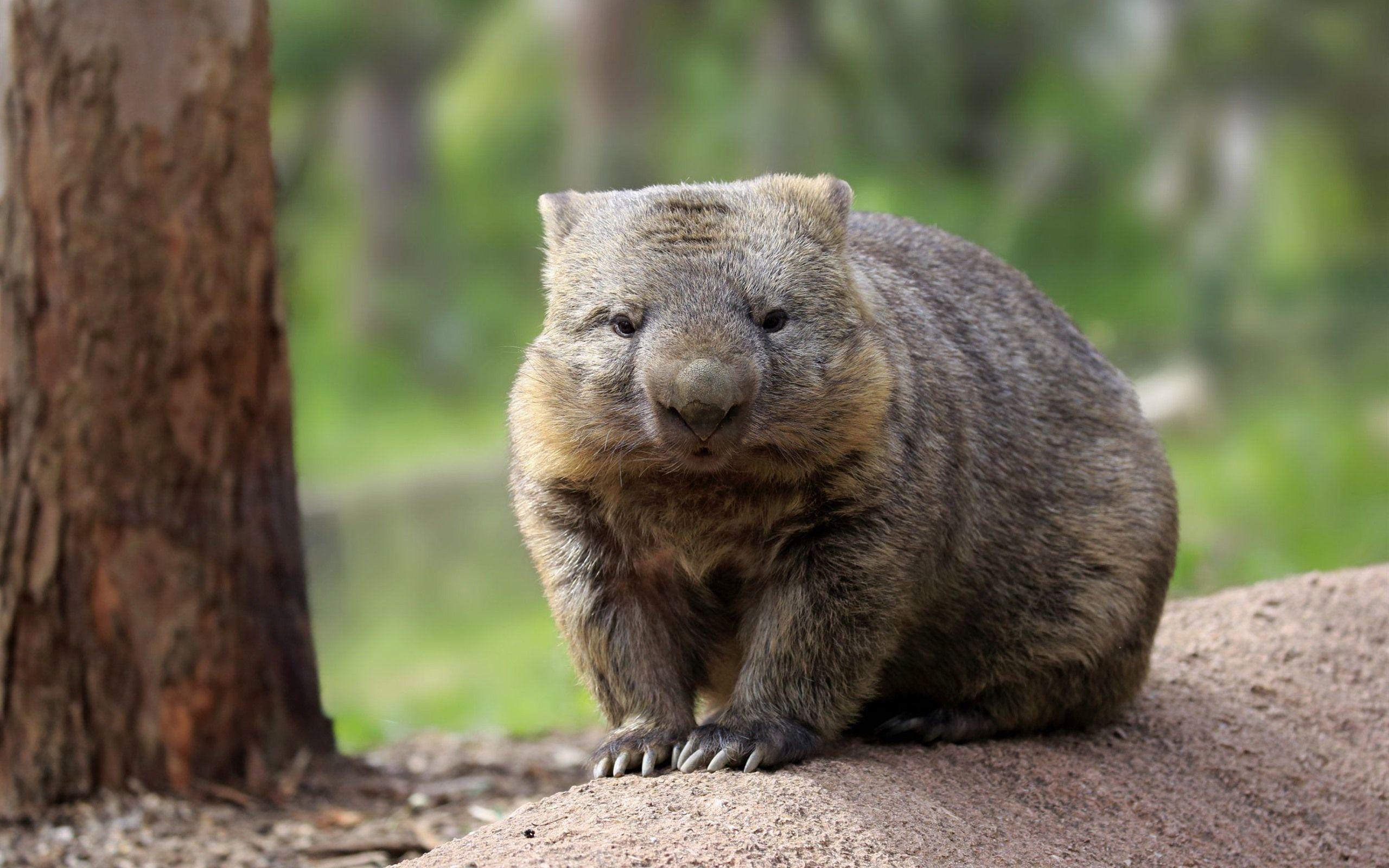 2560x1600 Australian Wombat, Wildlife 750x1334 IPhone 8 7 6 6S Wallpaper, Background, Picture, Image