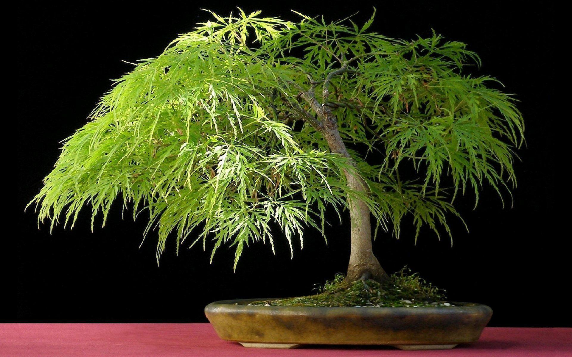 1920x1200 Bonsai Tree Wallpaper