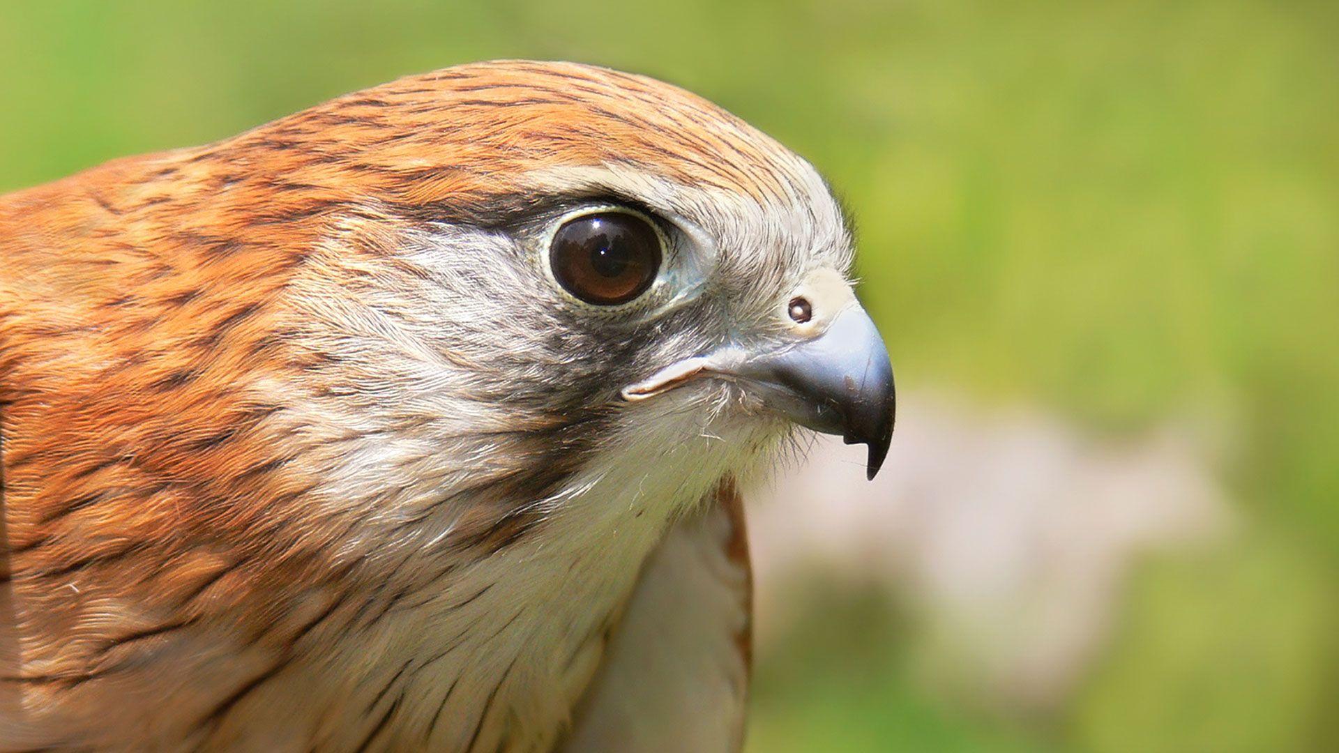 1920x1080 Wild Animals Australian Kestrel Falcon Fullhd X Free HD 351452 Wallpaper wallpaper