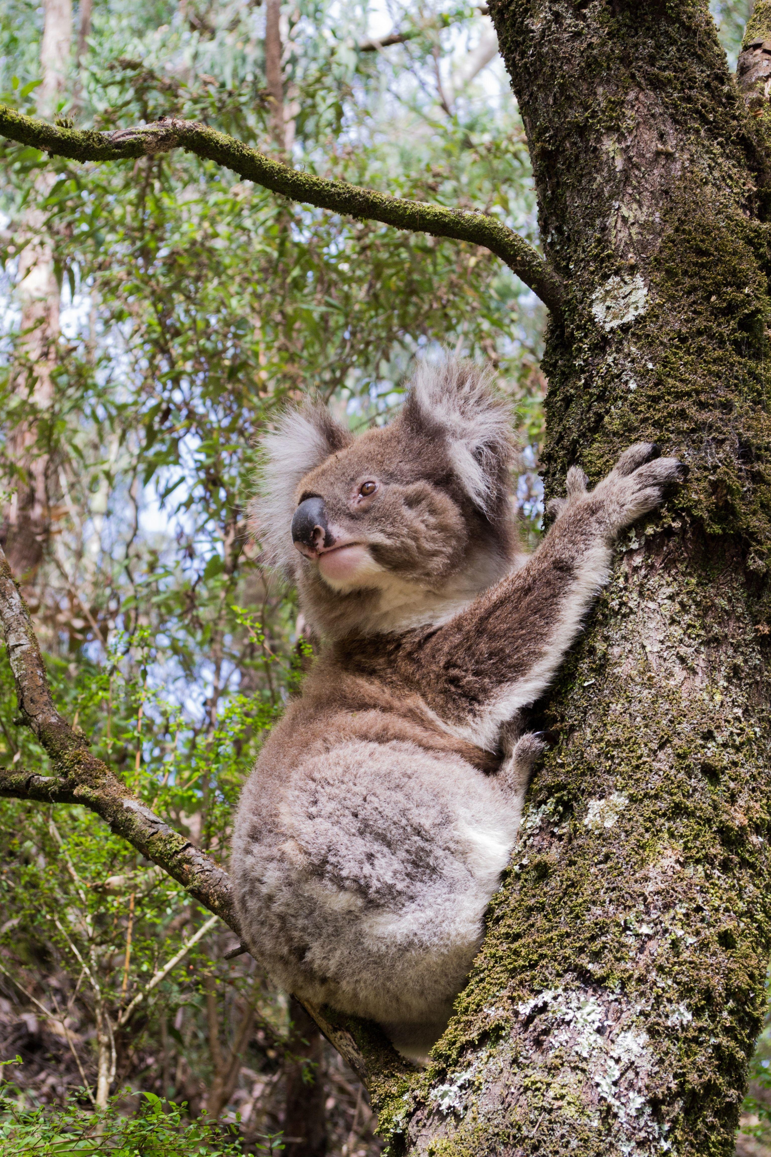 3072x4608 Koalas Australia Forest Nature Animals Wallpaper:3072x4608