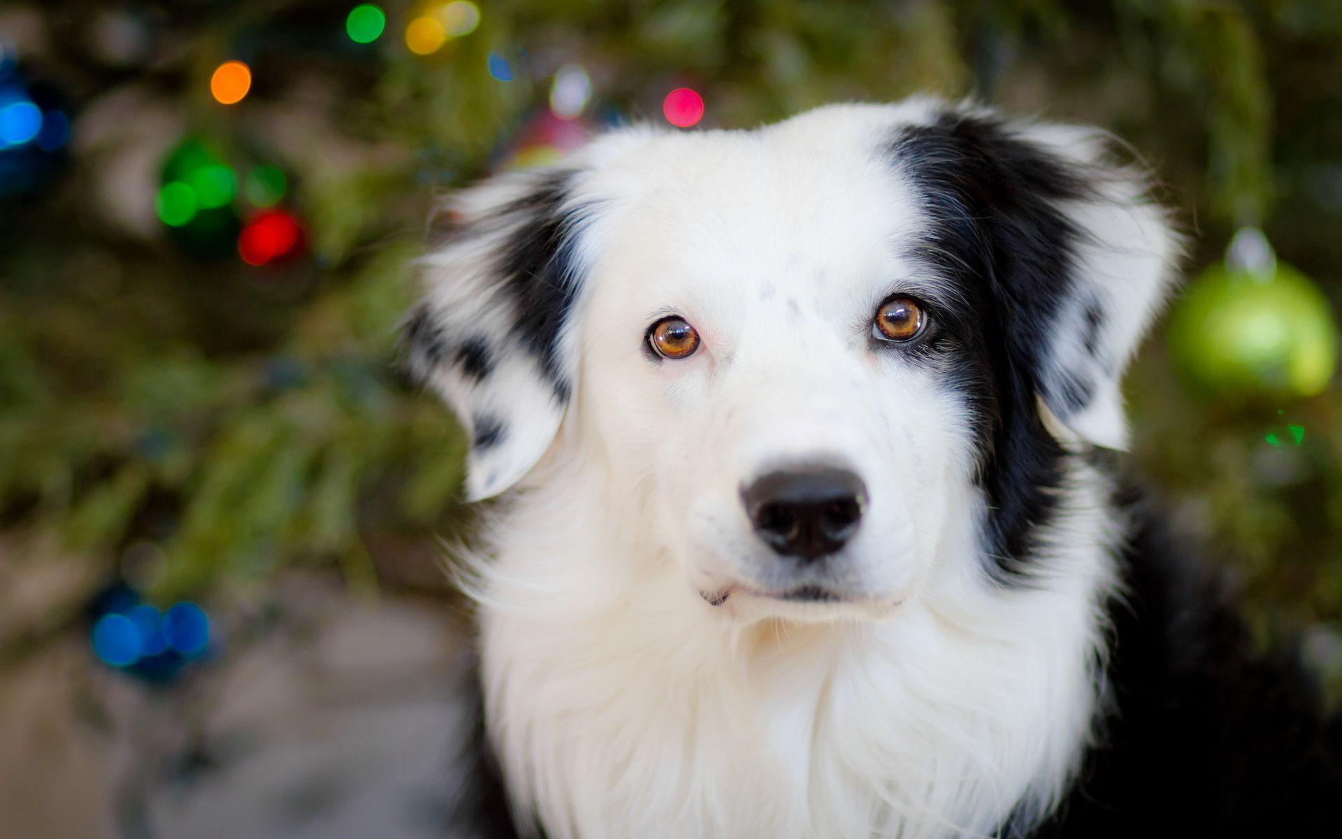 1920x1200 Australian Shepherd wallpaperx1200