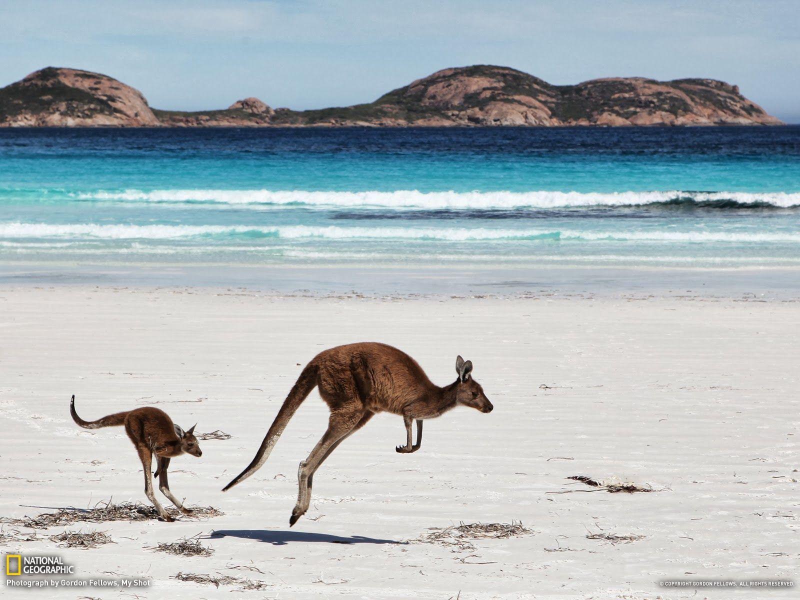 1600x1200 Australia Beaches Wallpaper wallpaper. Animals, Australian animals, Animals beautiful