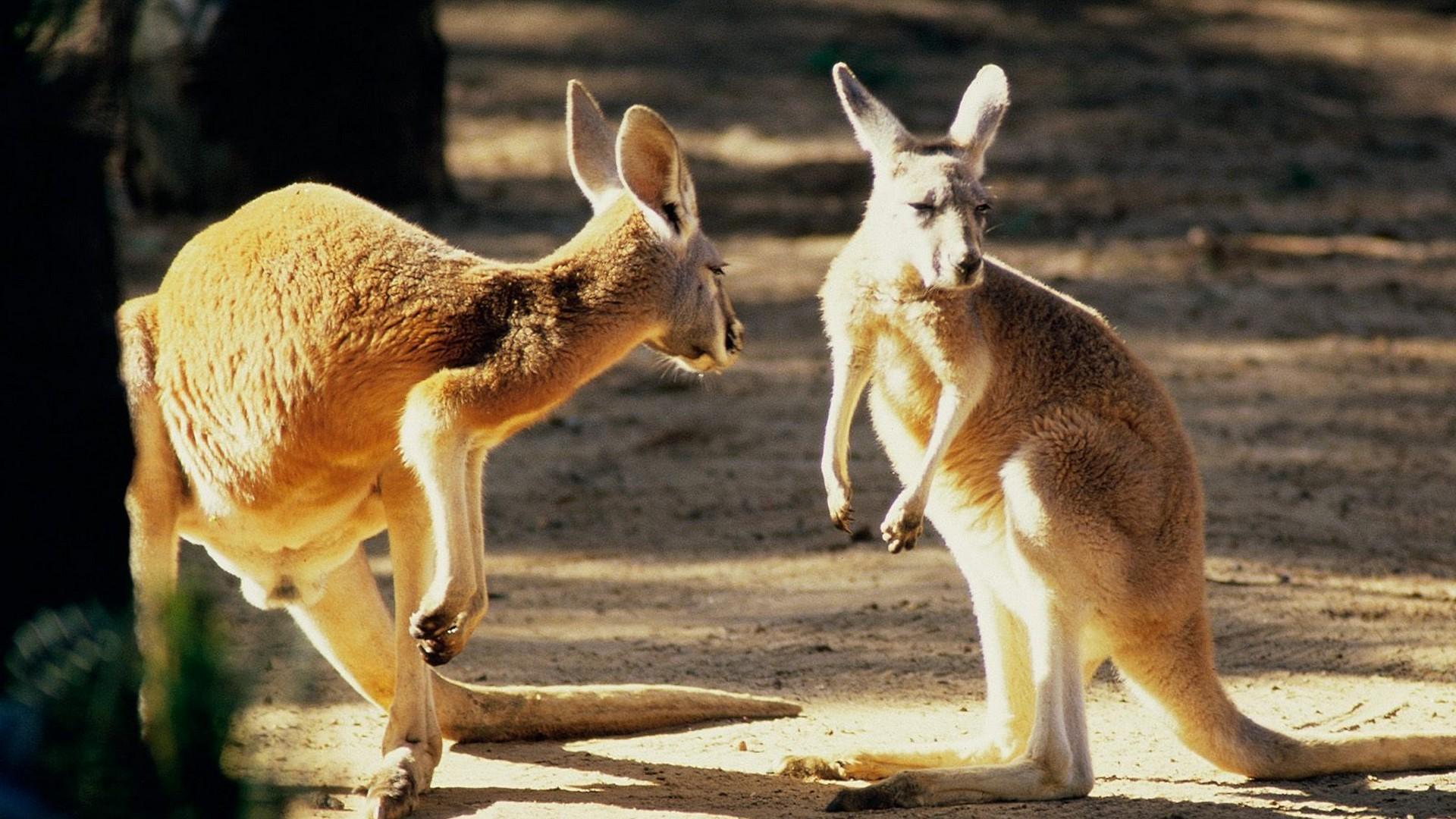 1920x1080 animals, Australia, Kangaroos Wallpaper HD / Desktop and Mobile Background