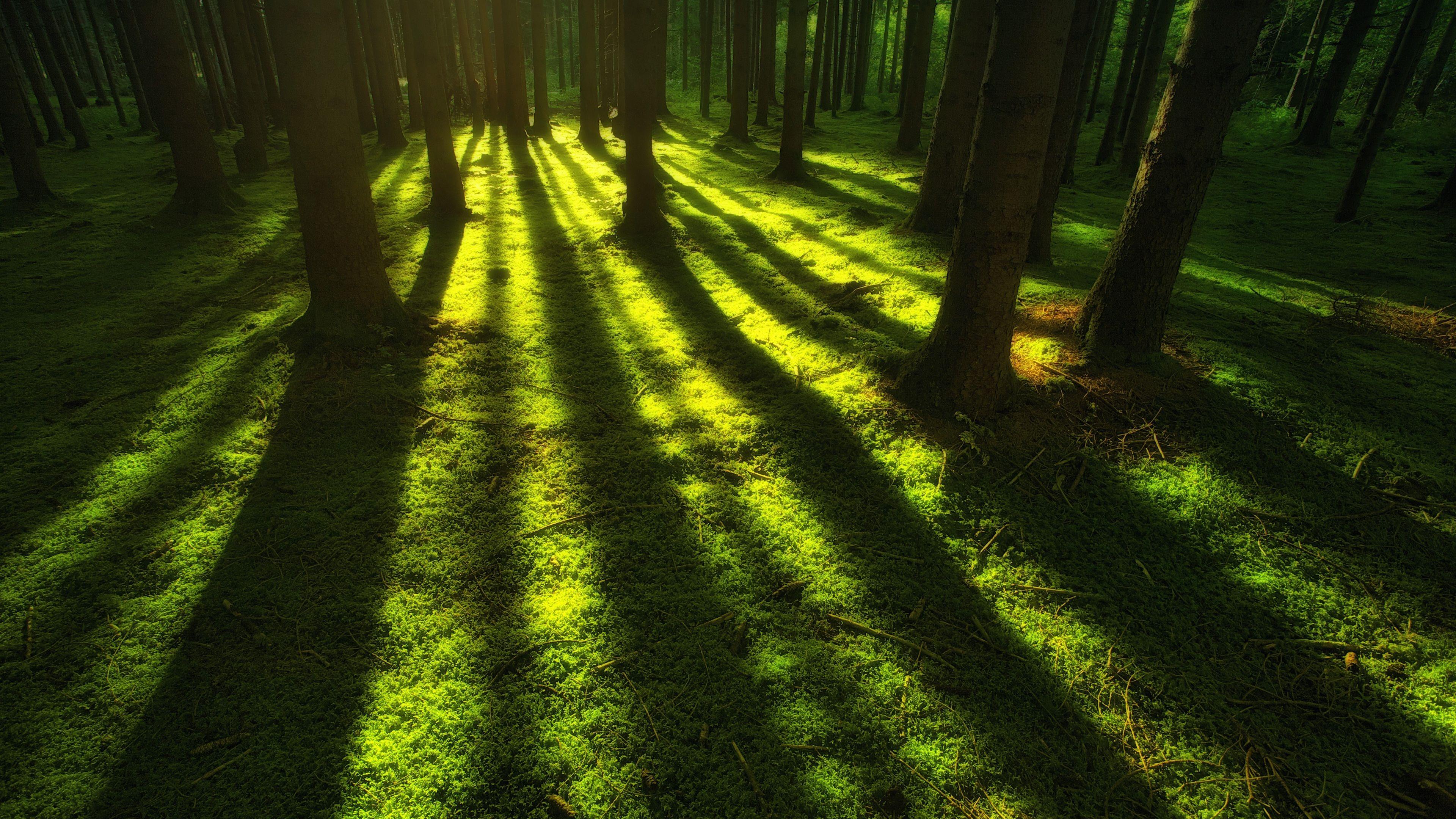 3840x2160 Wallpaper 4k Forest Trees Sunbeam 4k Wallpaper, Forest Wallpaper, Hd Wallpaper, Nature Wallpaper, Sunbeam Wallpaper, Trees Wallpaper