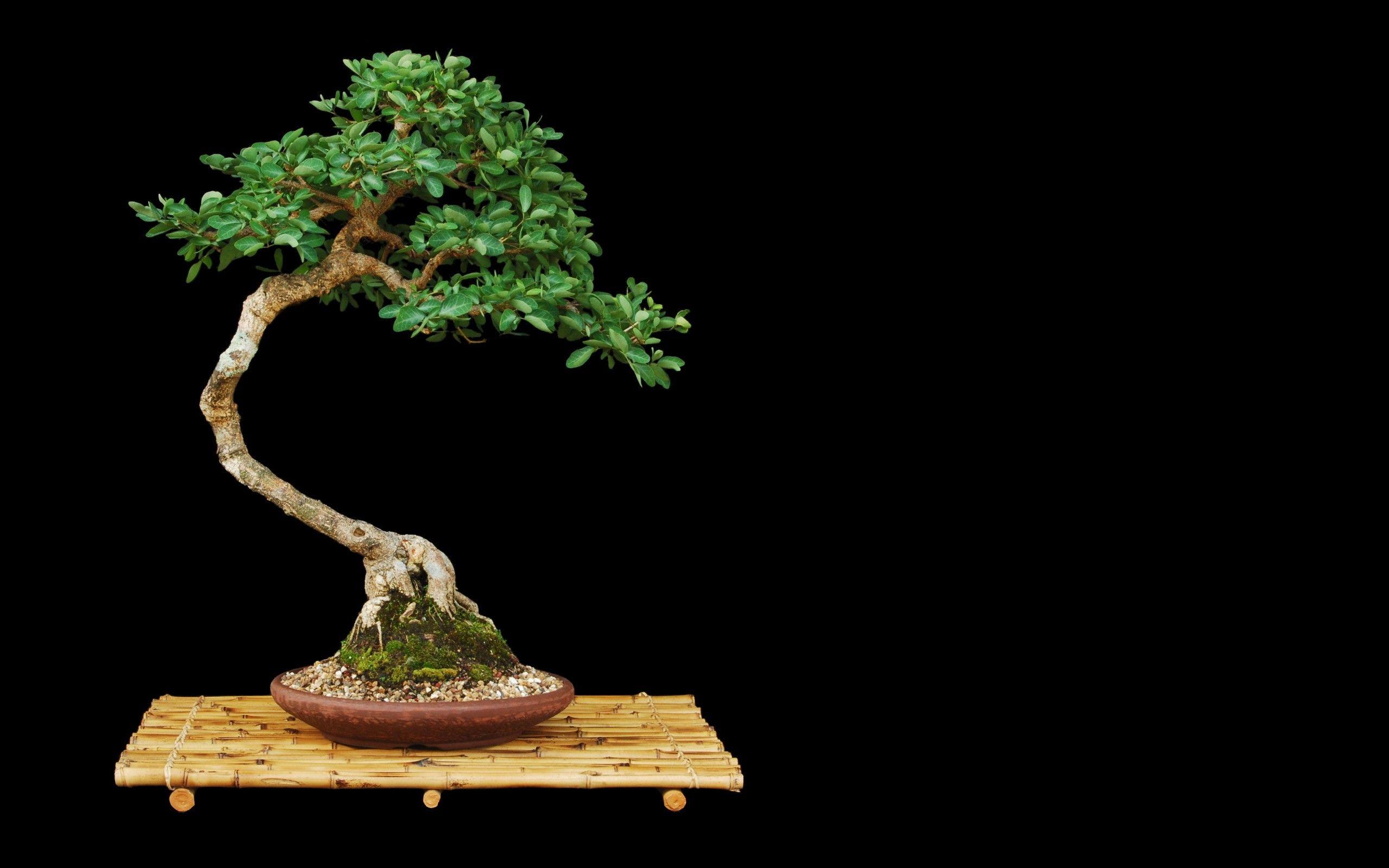 2560x1600 Trees bonsai black background wallpaperx1600
