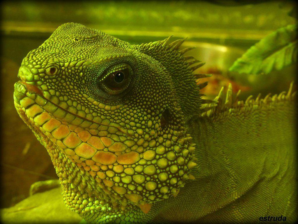 1024x770 Chinese Water Dragon Wallpaper