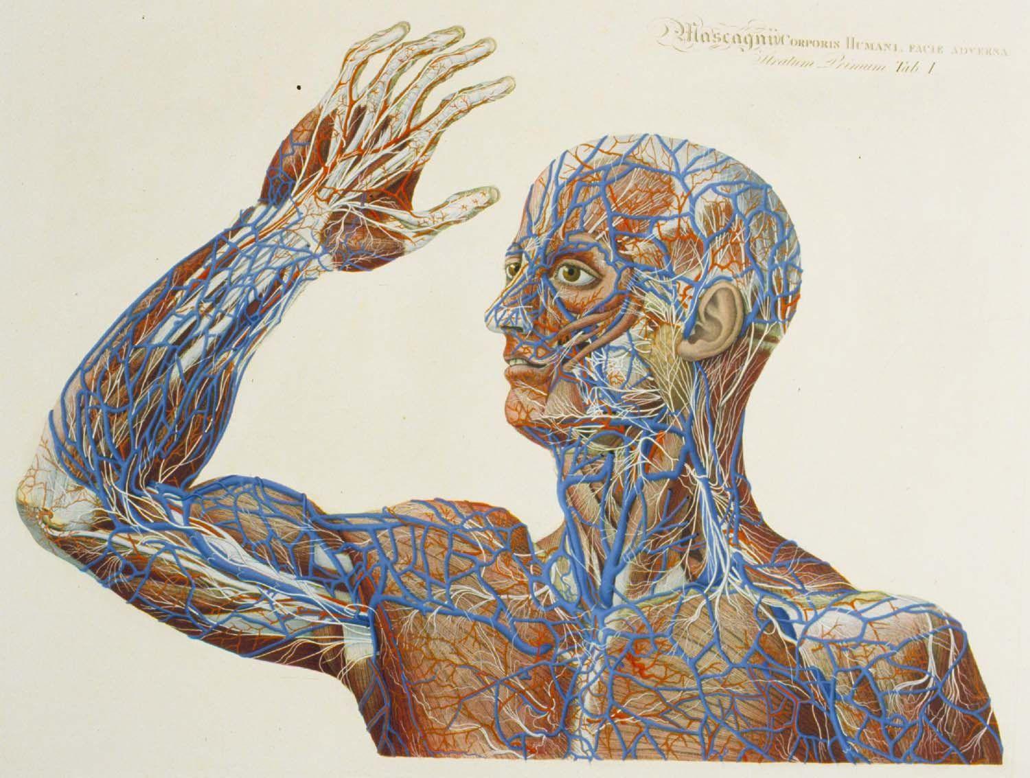 1500x1133 Anatomical Wallpaper. Anatomical Drawings Brain Wallpaper, Anatomical Wallpaper and Anatomical Skeleton Background
